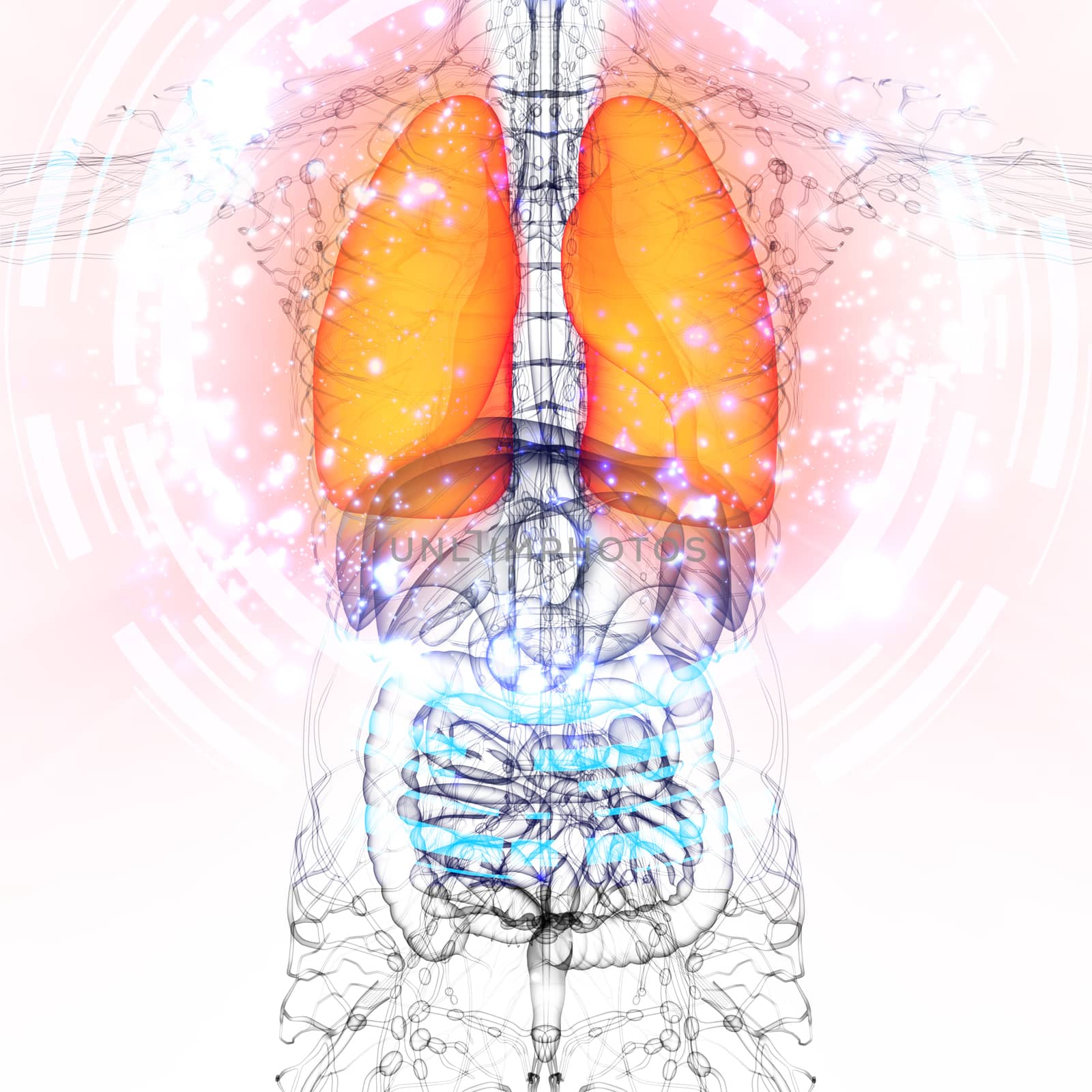 3d render medical illustration of the human lung - front view