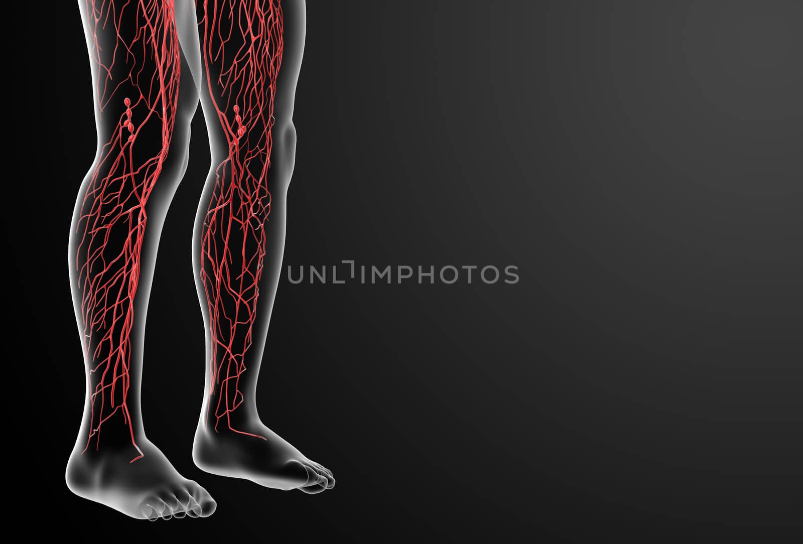 3d render lymphatic system - leg