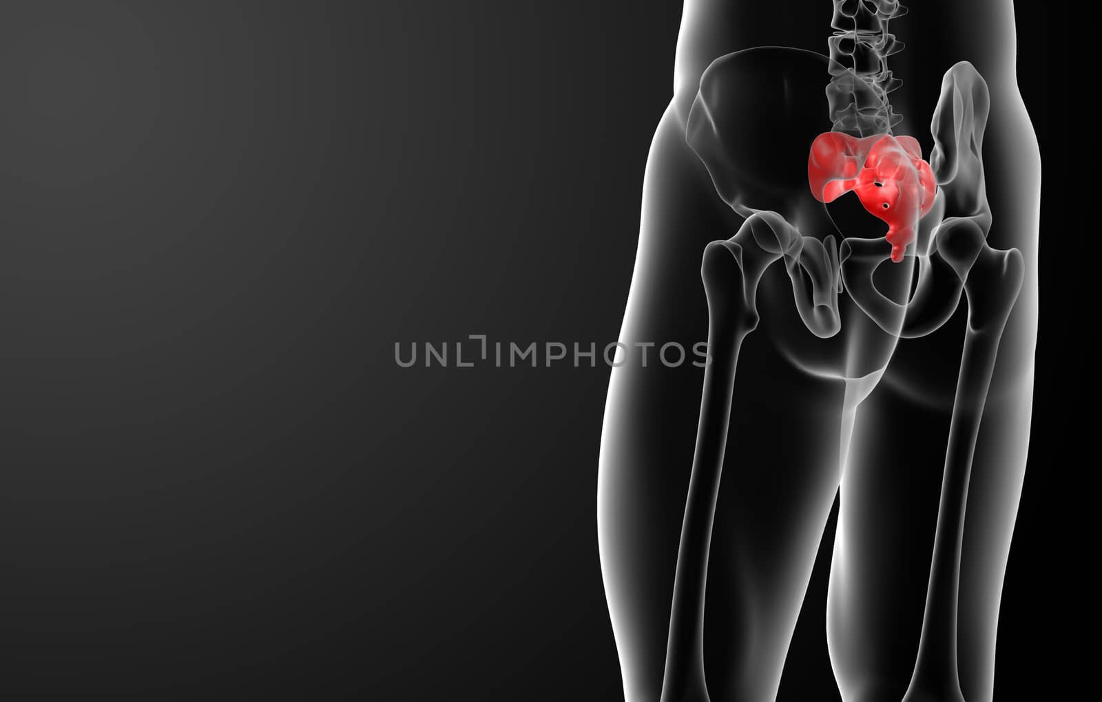 3d render illustration sacrum bone - back view