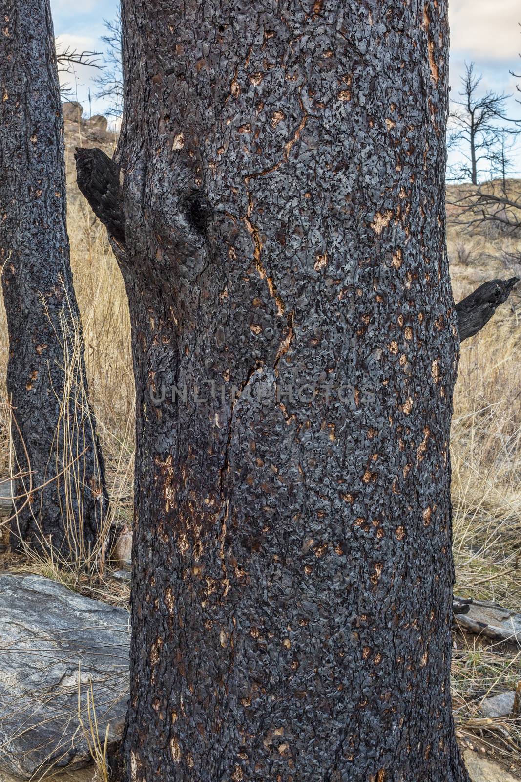 pine tree trunks damaged by recent wildfire in Rocky Mountains near Fort Collins, Colorado