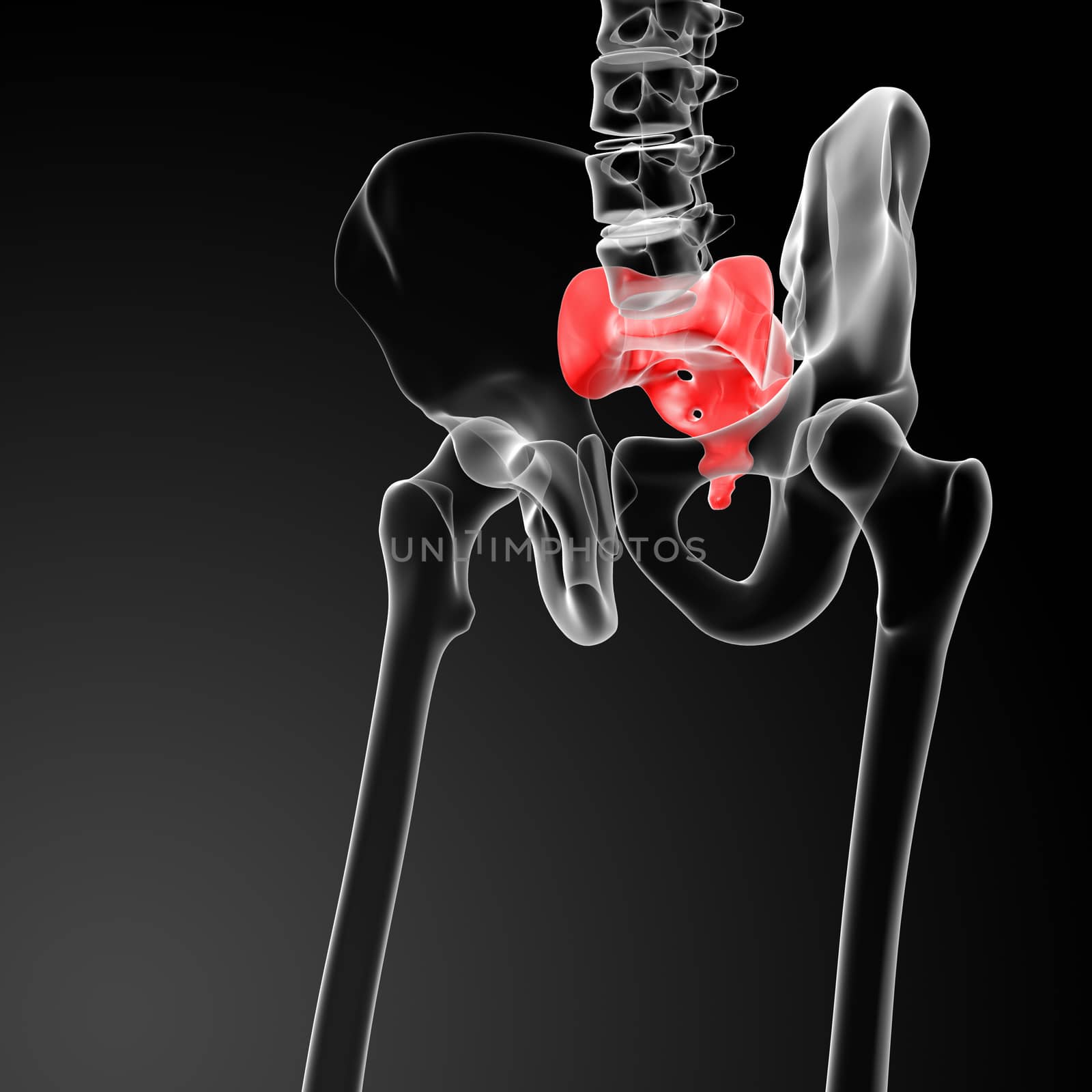 3d render illustration sacrum bone - front view