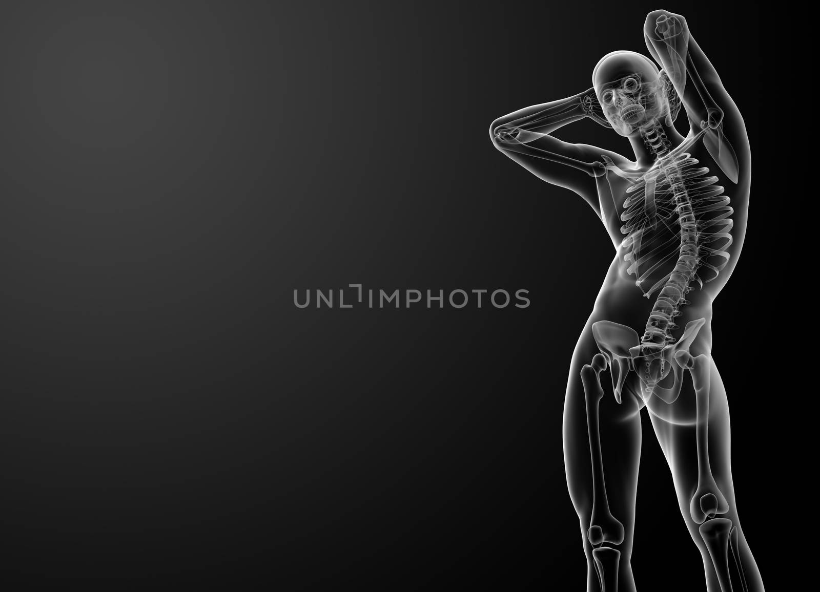 3d rendered skeleton - bottom view