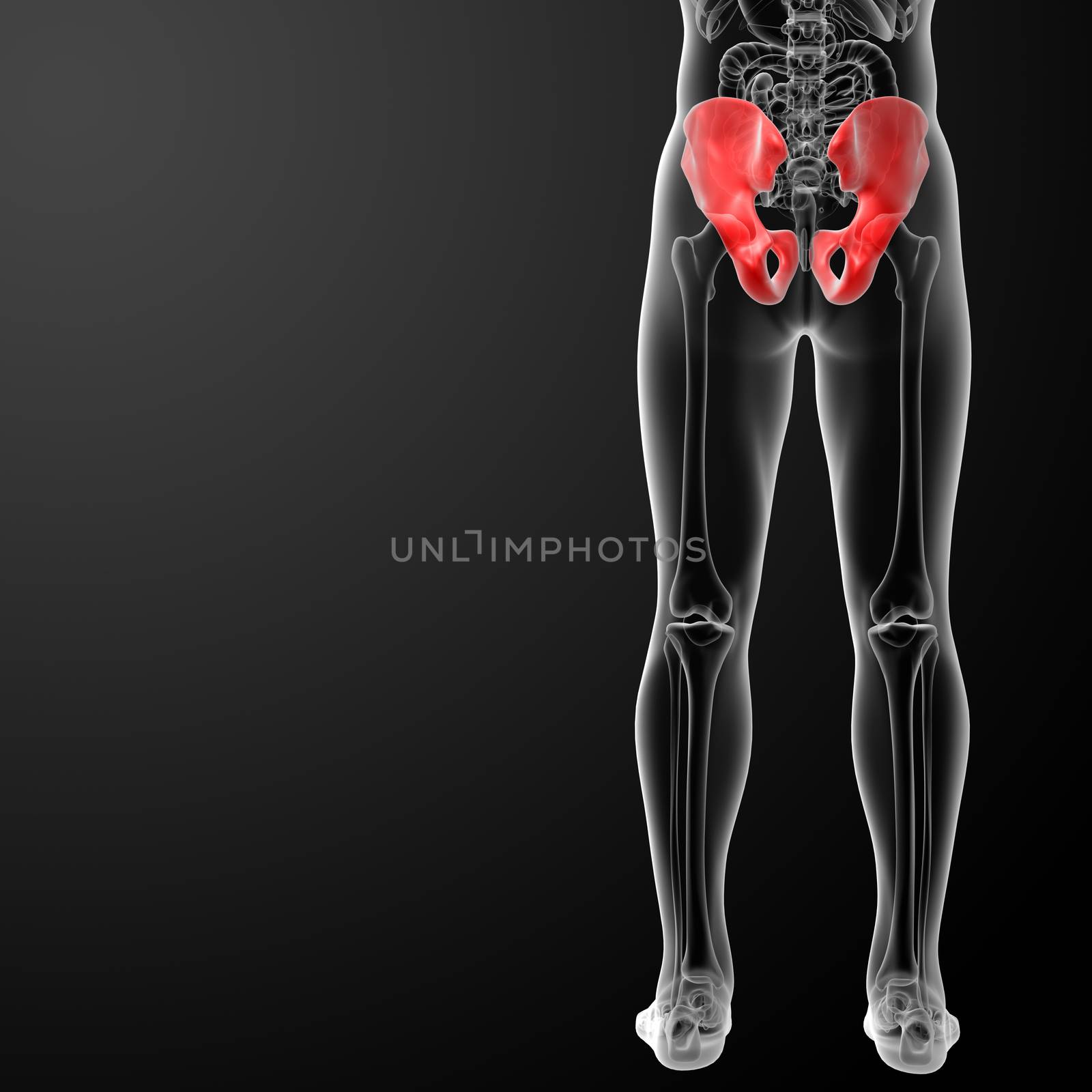 3d render illustration pelvis bone - back view