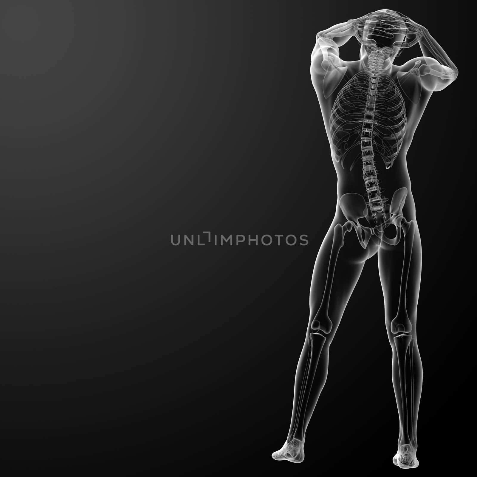 3d rendered skeleton - back view