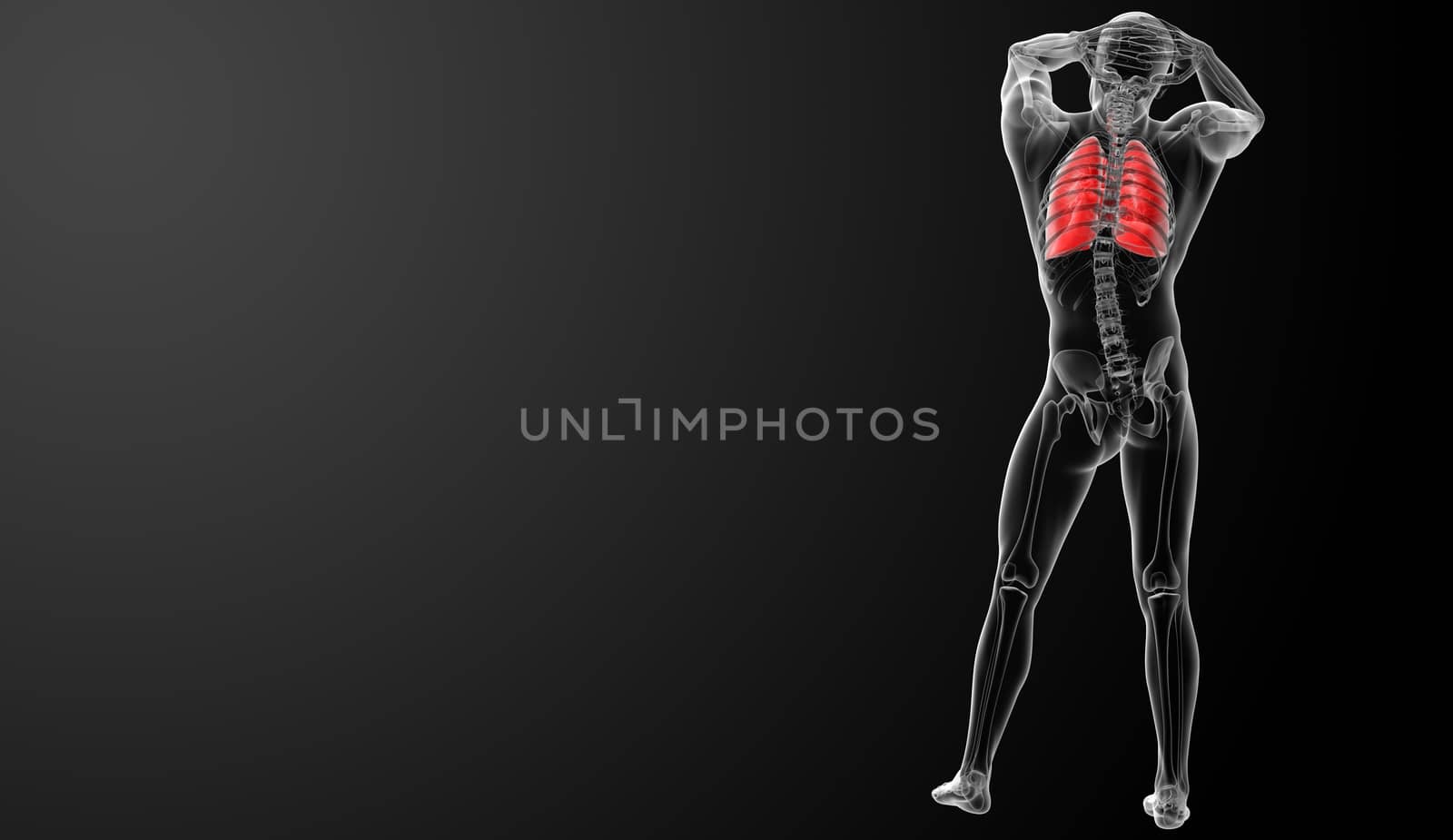 Human respiratory system in x-ray view - back view