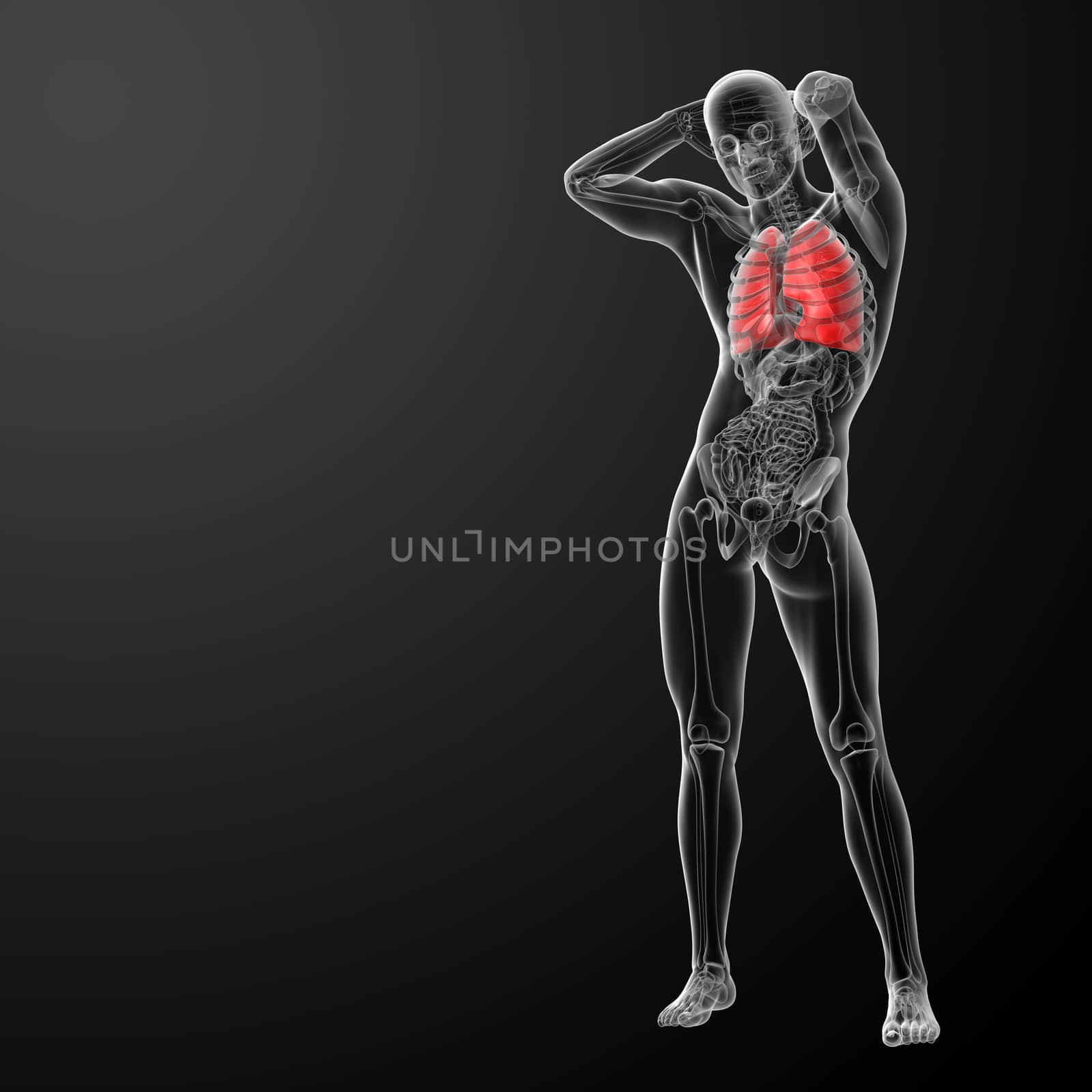 Human respiratory system in x-ray  - lungs front view