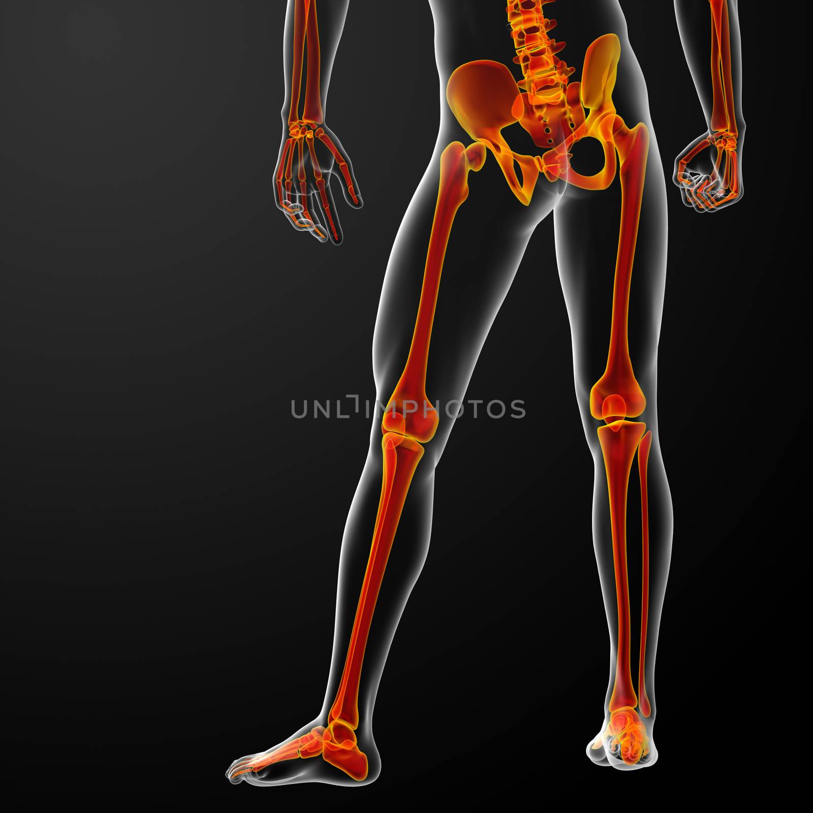 3d rendered red skeleton - back view