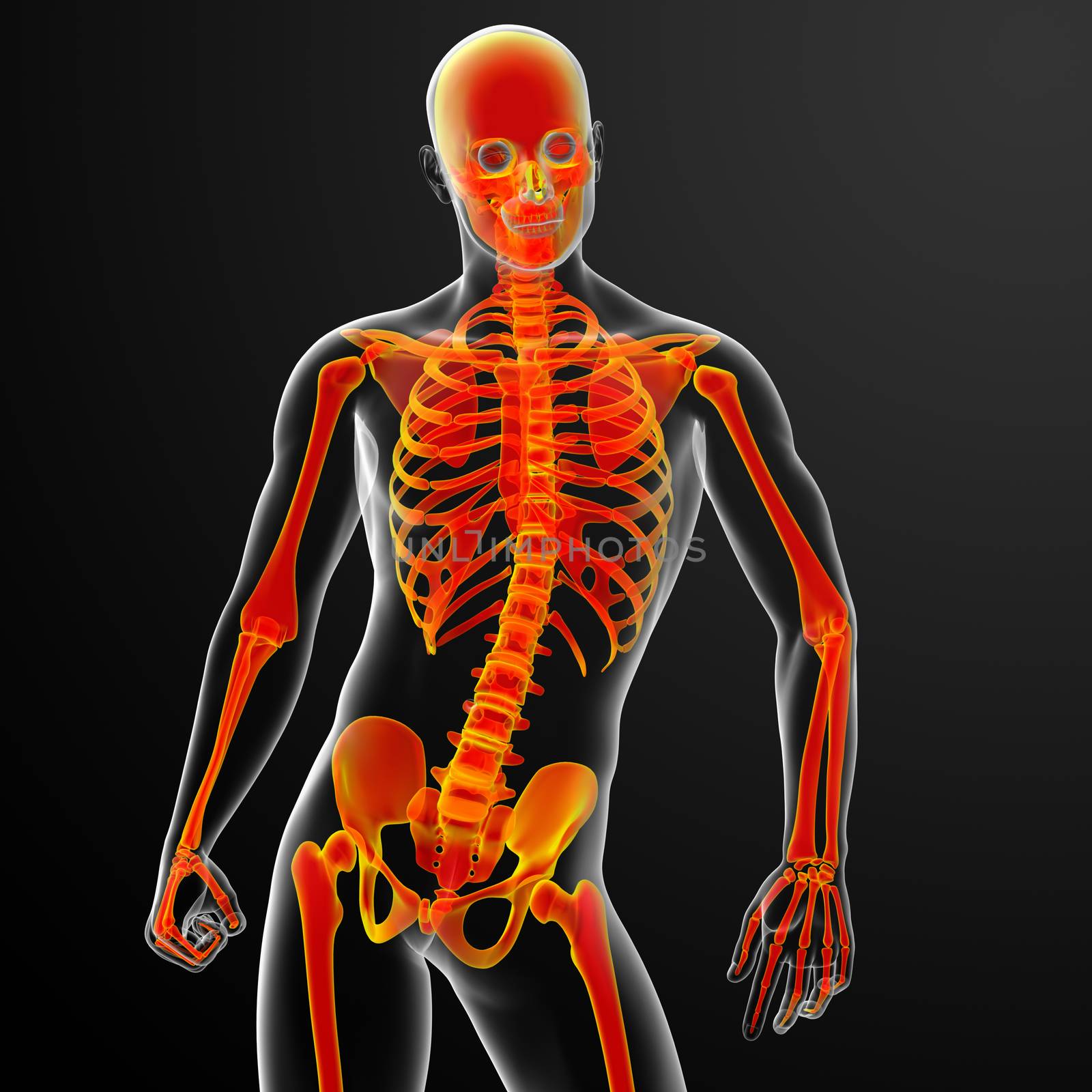 3d rendered red skeleton - front view