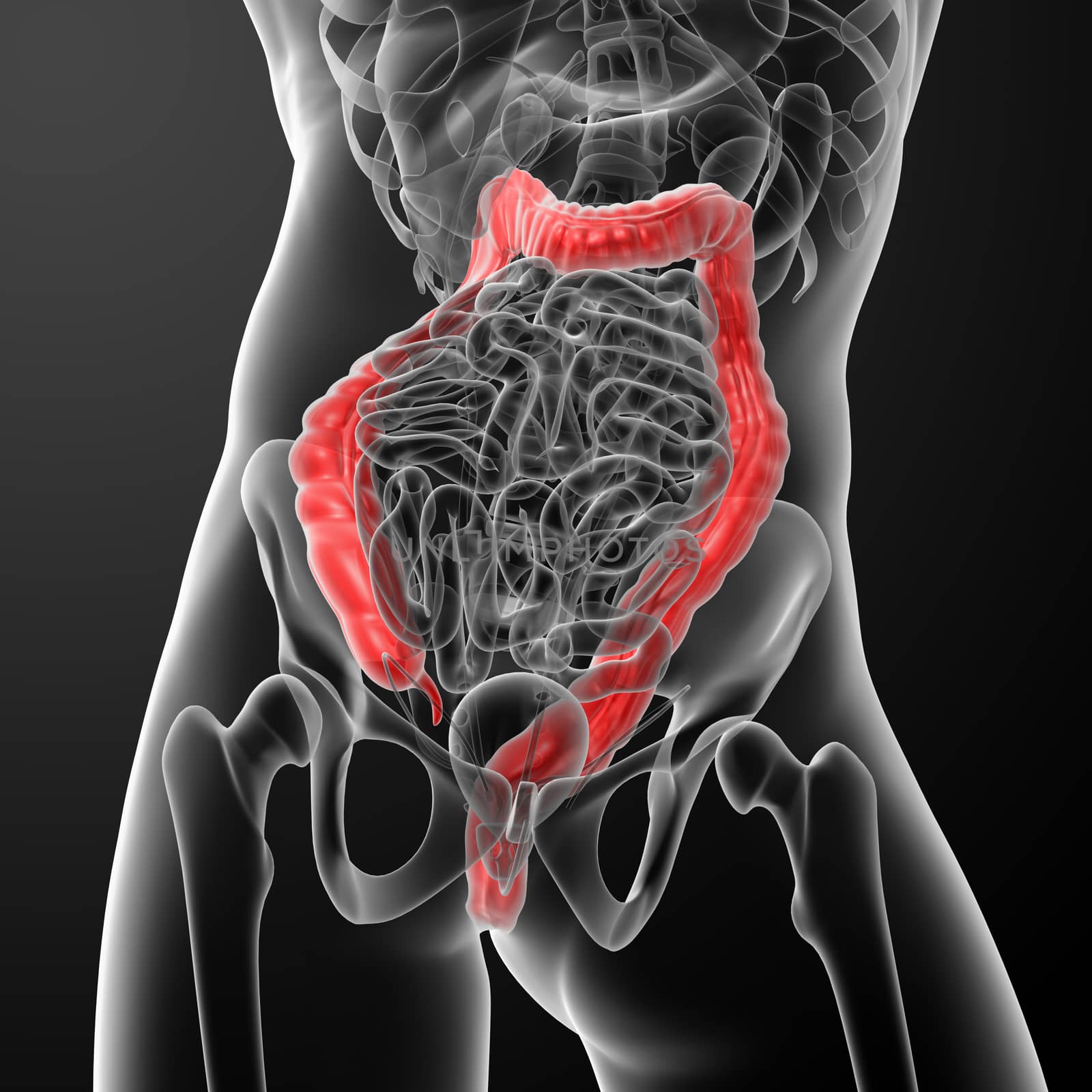 Human digestive system large intestine red colored - close-up