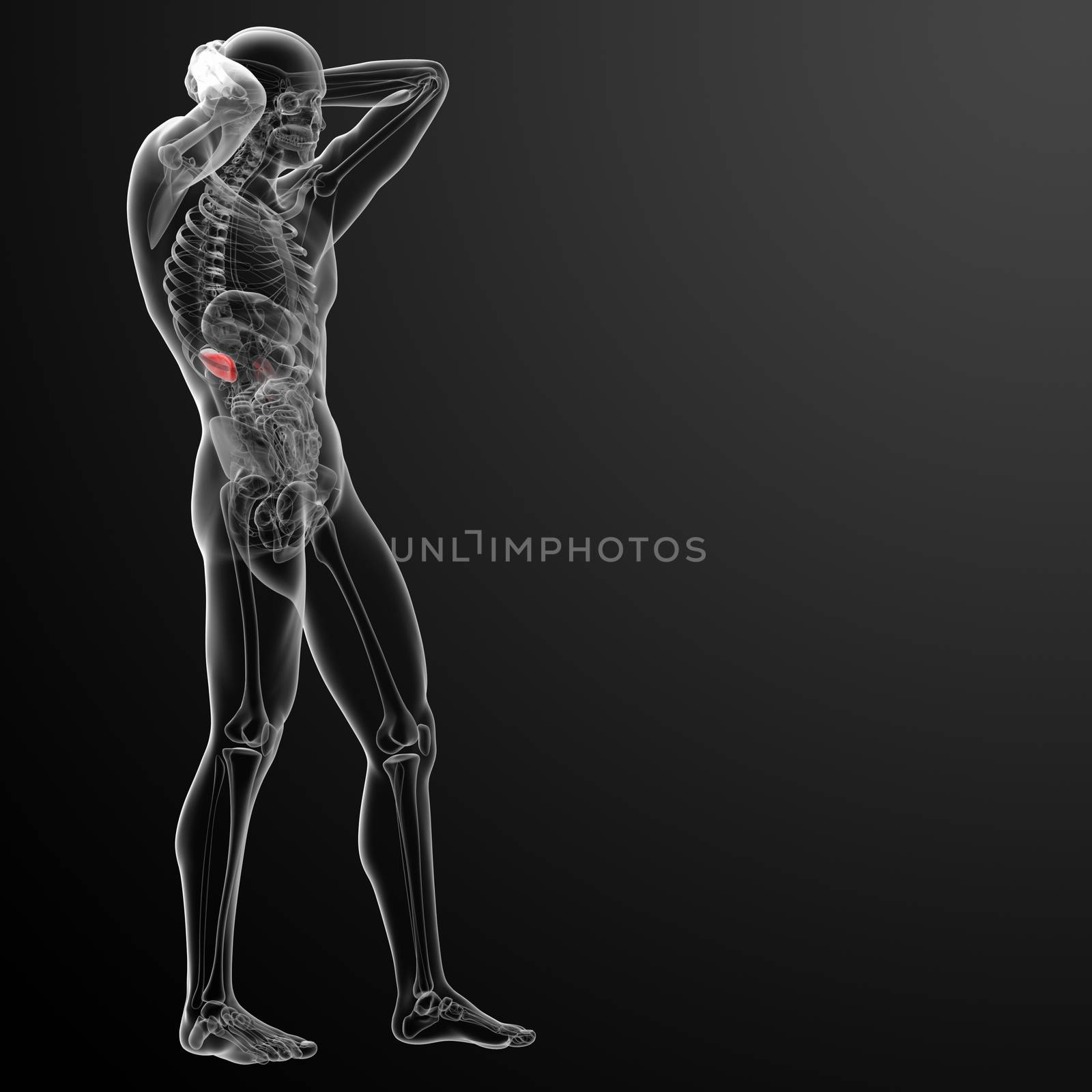 3d rendered illustration of kidneys - side view