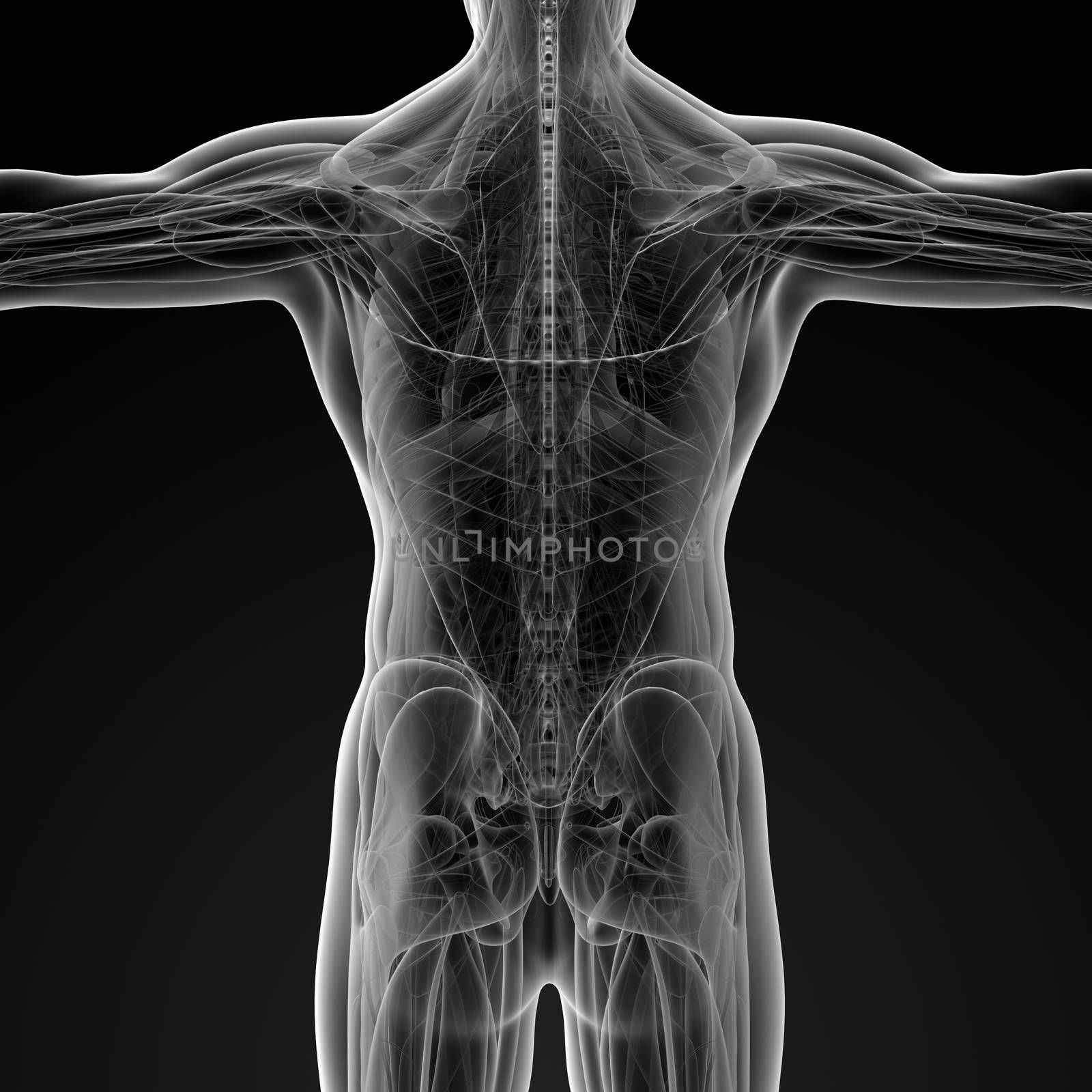 3d render illustration of the Male anatomy - back view