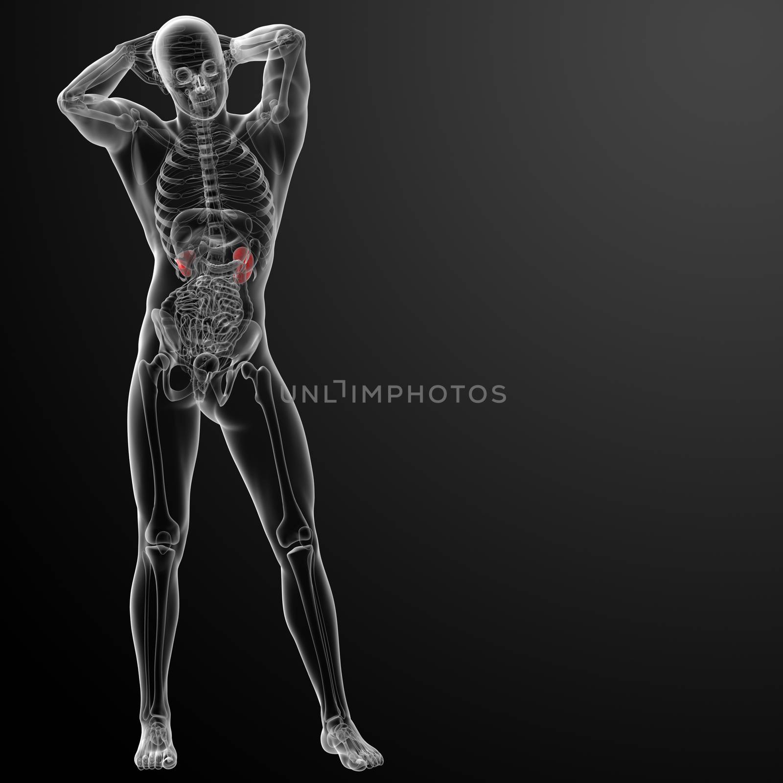 3d rendered illustration of kidneys - front view