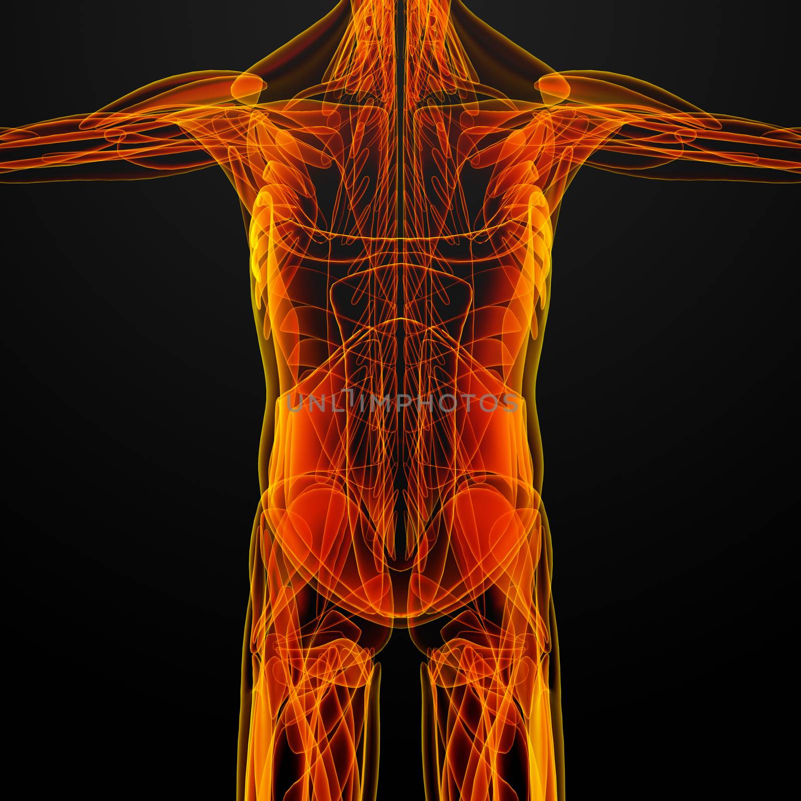 3d render illustration of the male muscle - front view