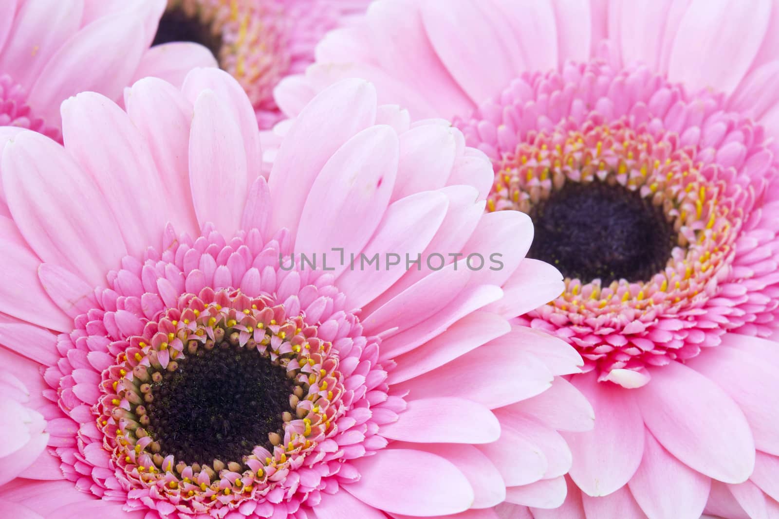 pink gerbera 