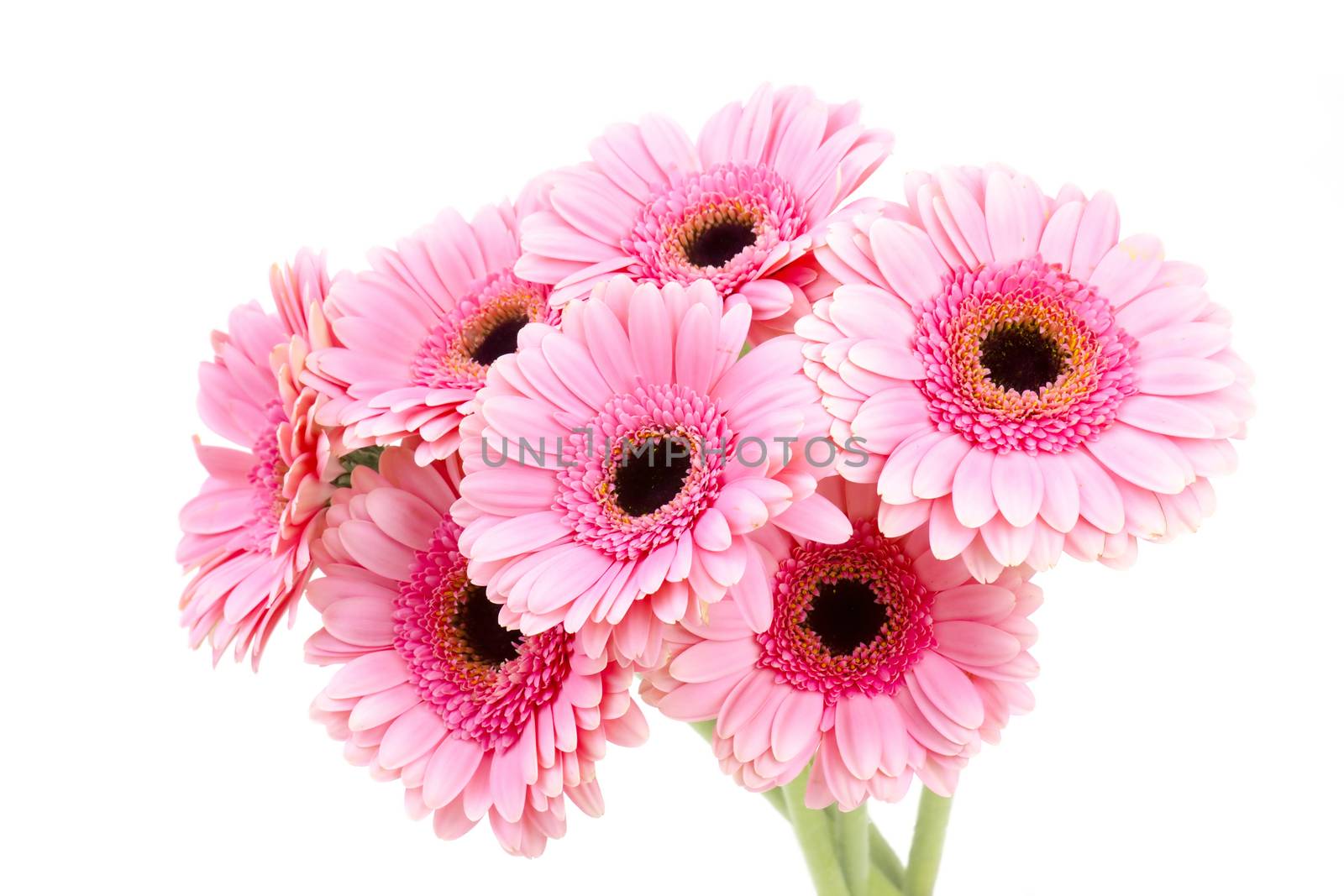 pink gerbera flowers on white background