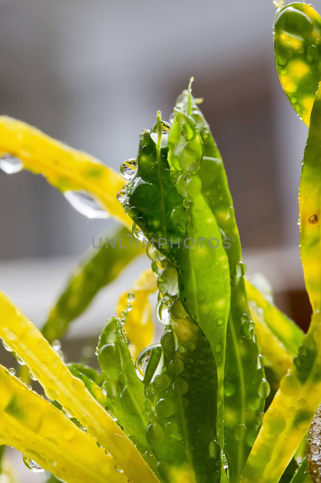 grass in garden for rain