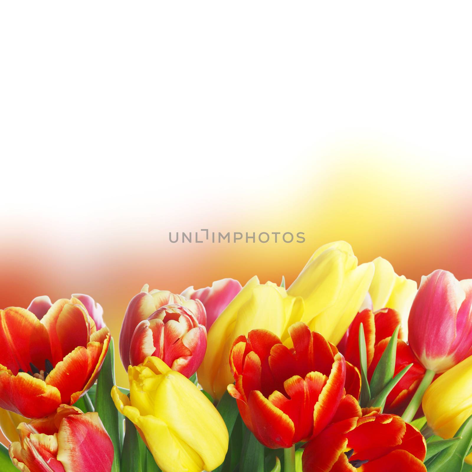 Bouquet of tulips isolated on white background