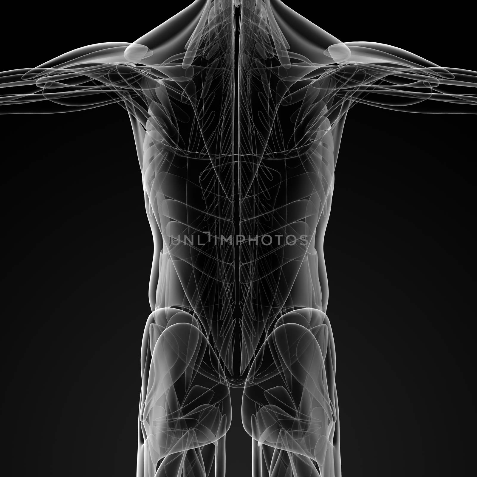 3d render illustration of the male muscle - back view