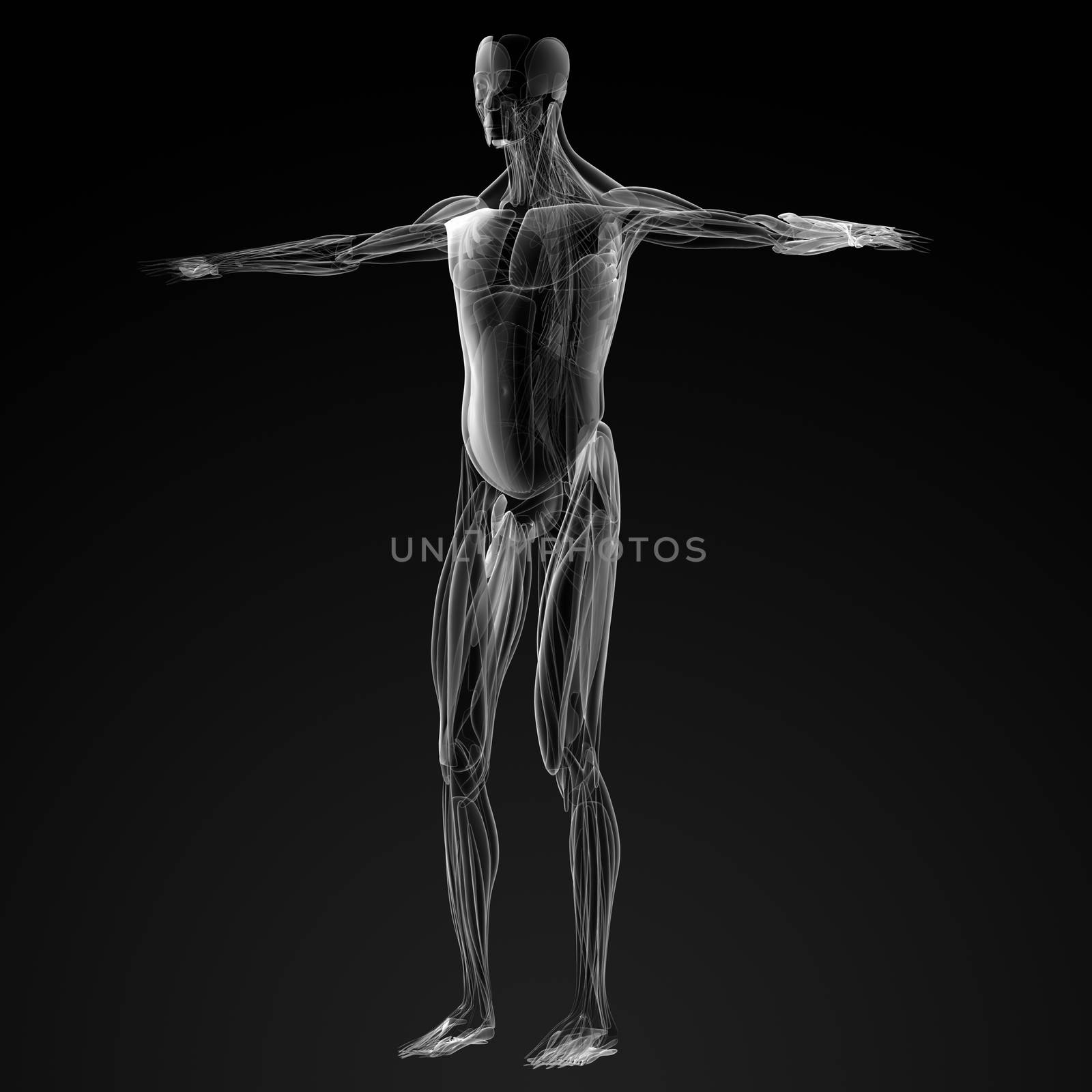 3d render illustration of the male muscles - side view