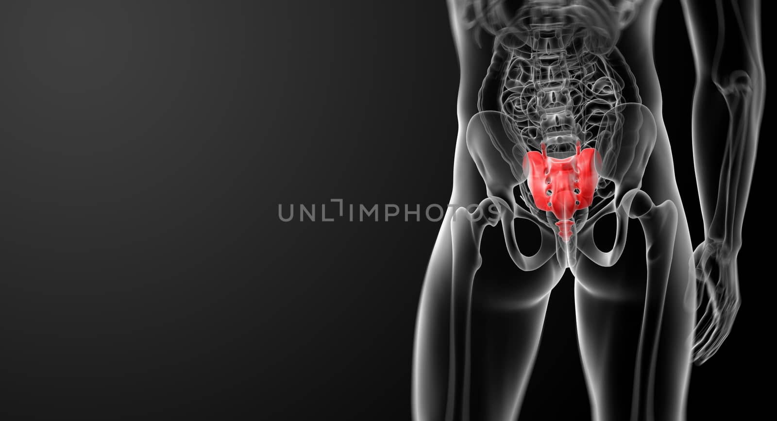 3d render illustration sacrum bone - back view 