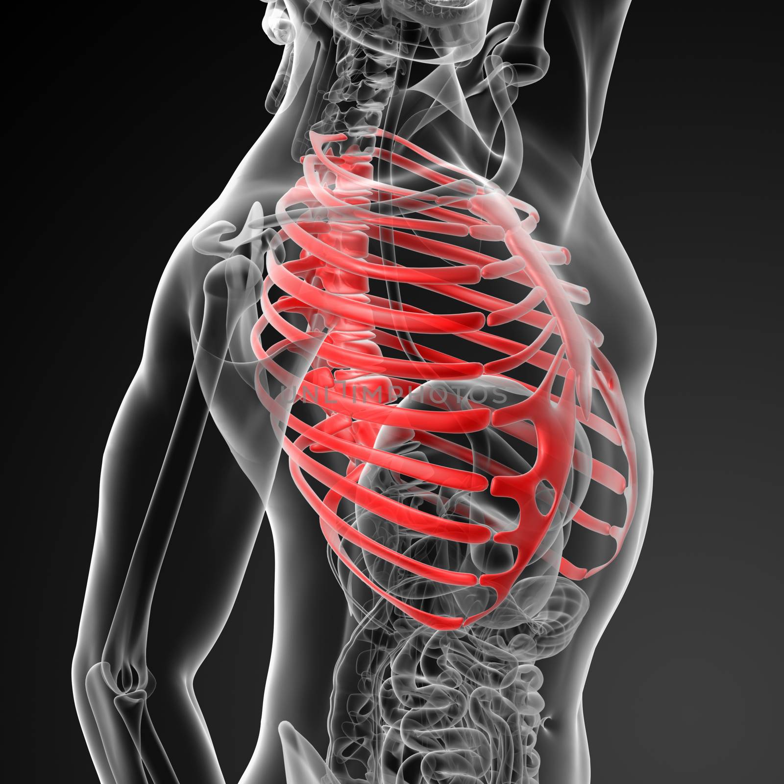 3d render illustration of the rib cage by maya2008