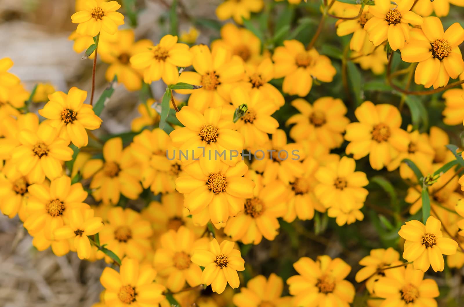 close up field of  yellow daisy in the garden