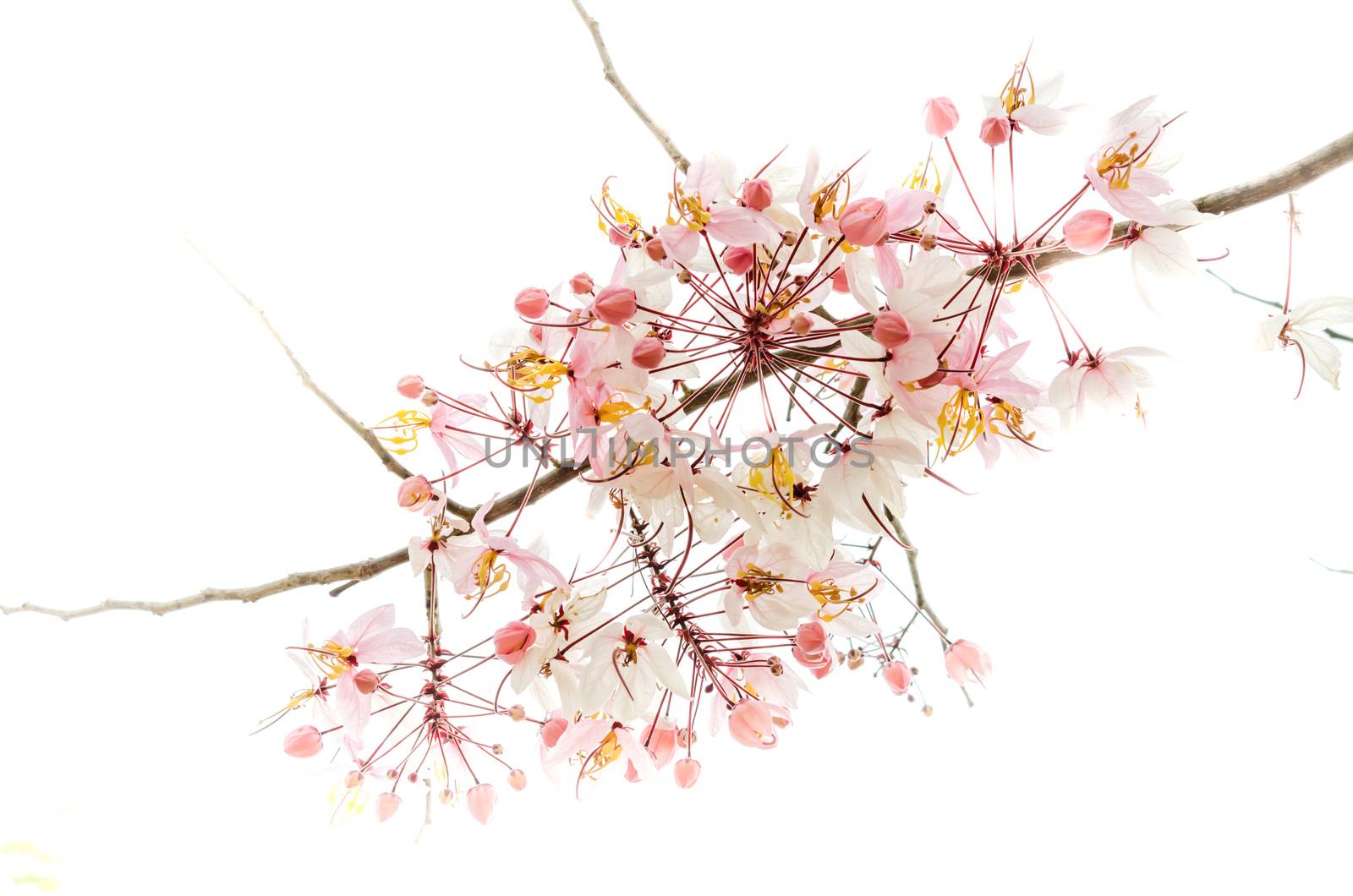Branch of pink flower isolated on white background