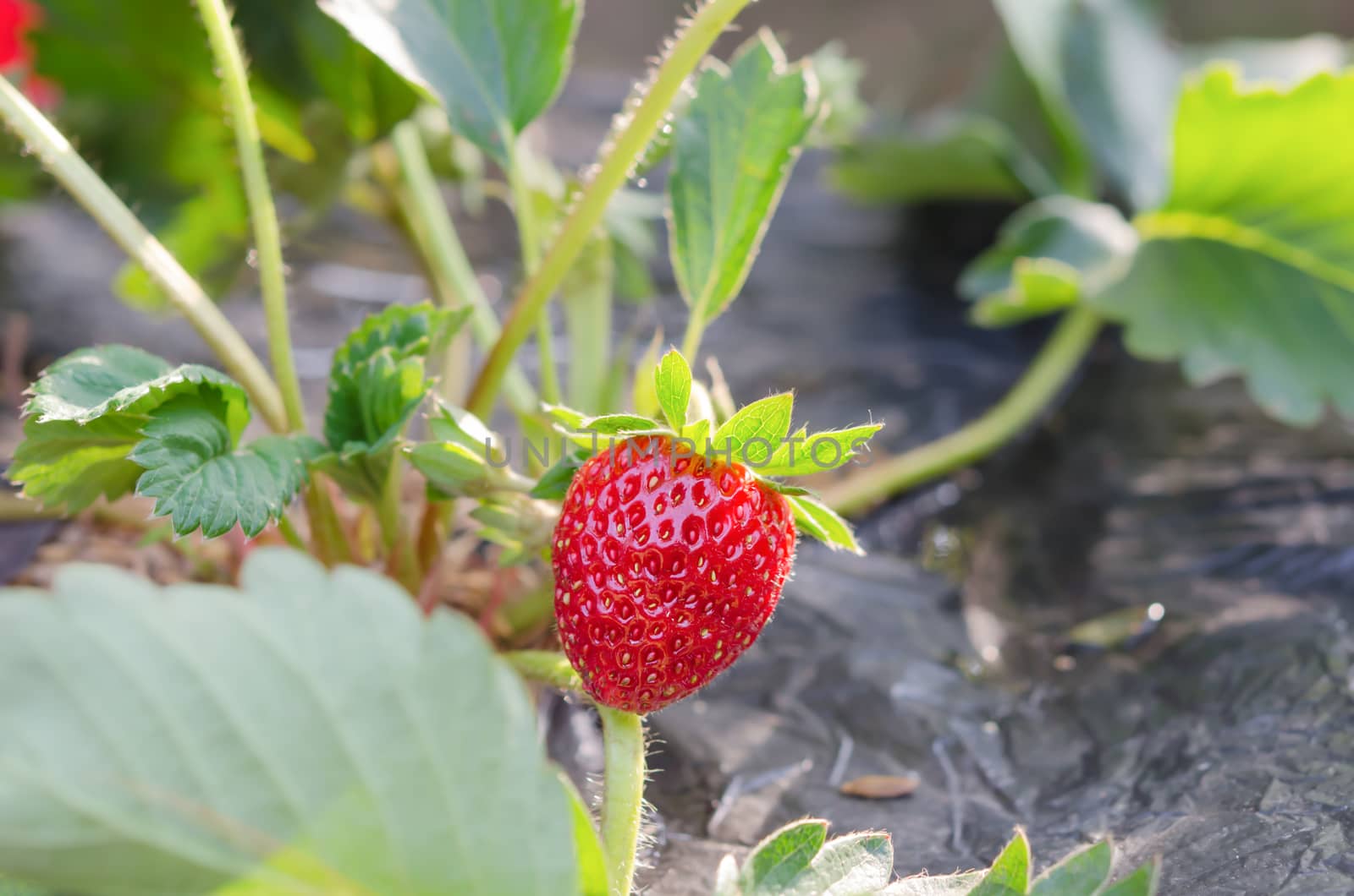 fresh Strawberry plants already ripe to harvest