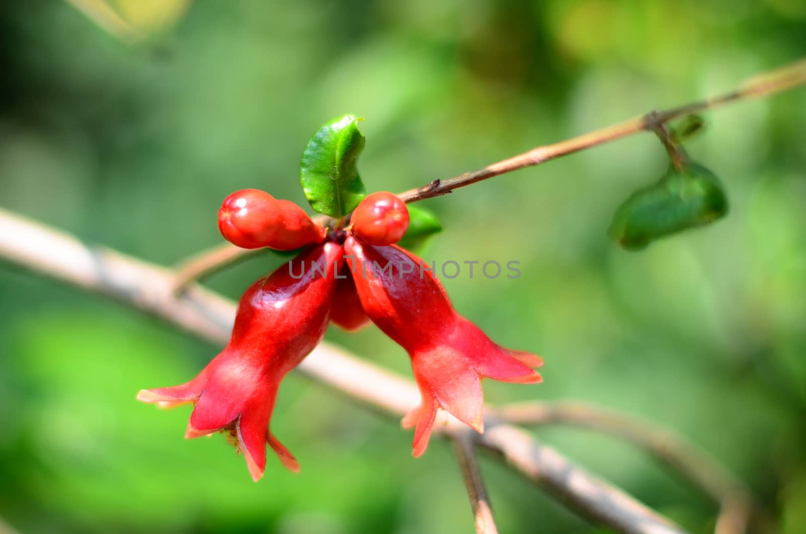 Pomegranate flower on tree with green background by pixbox77