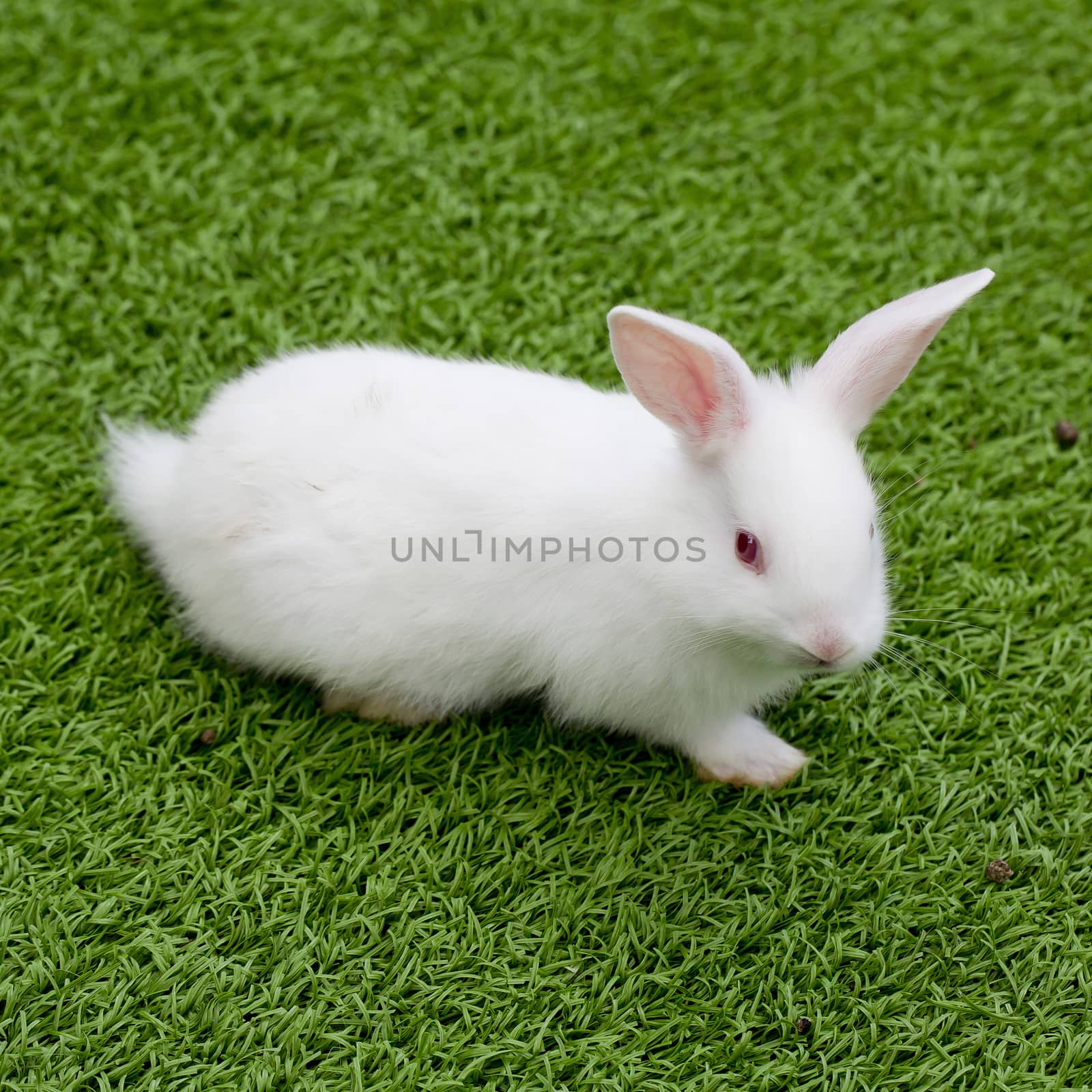 white rabbit in grass by art9858