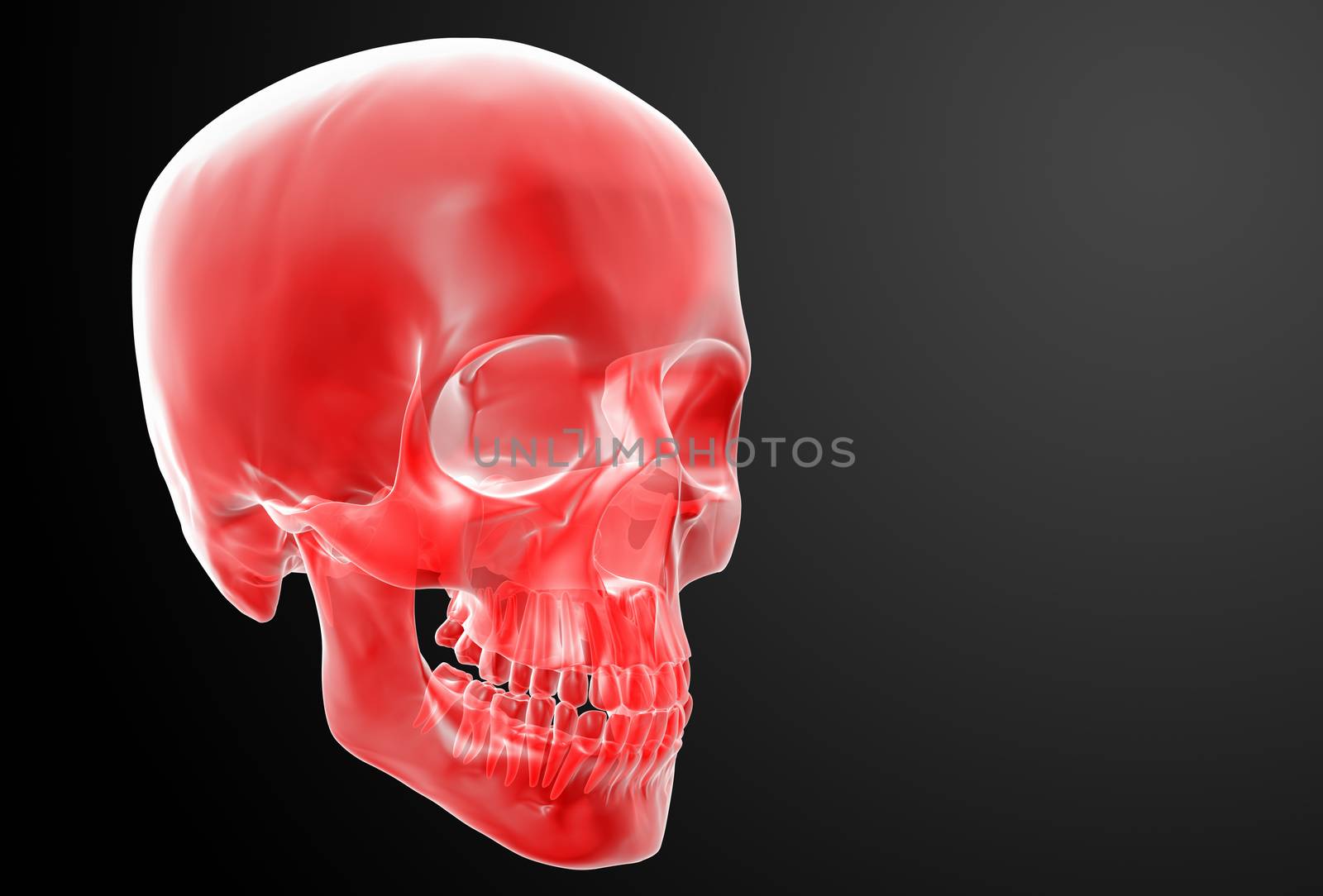 3d render red skull on black background - side view