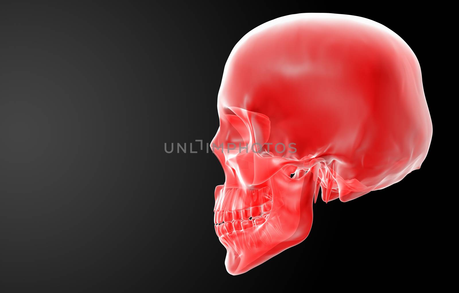 3d render red skull on black background - side view