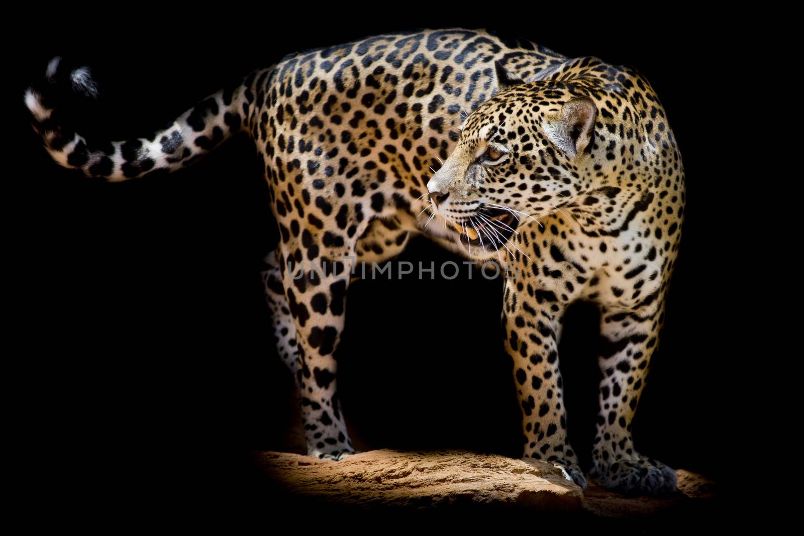 Jaguar portrait