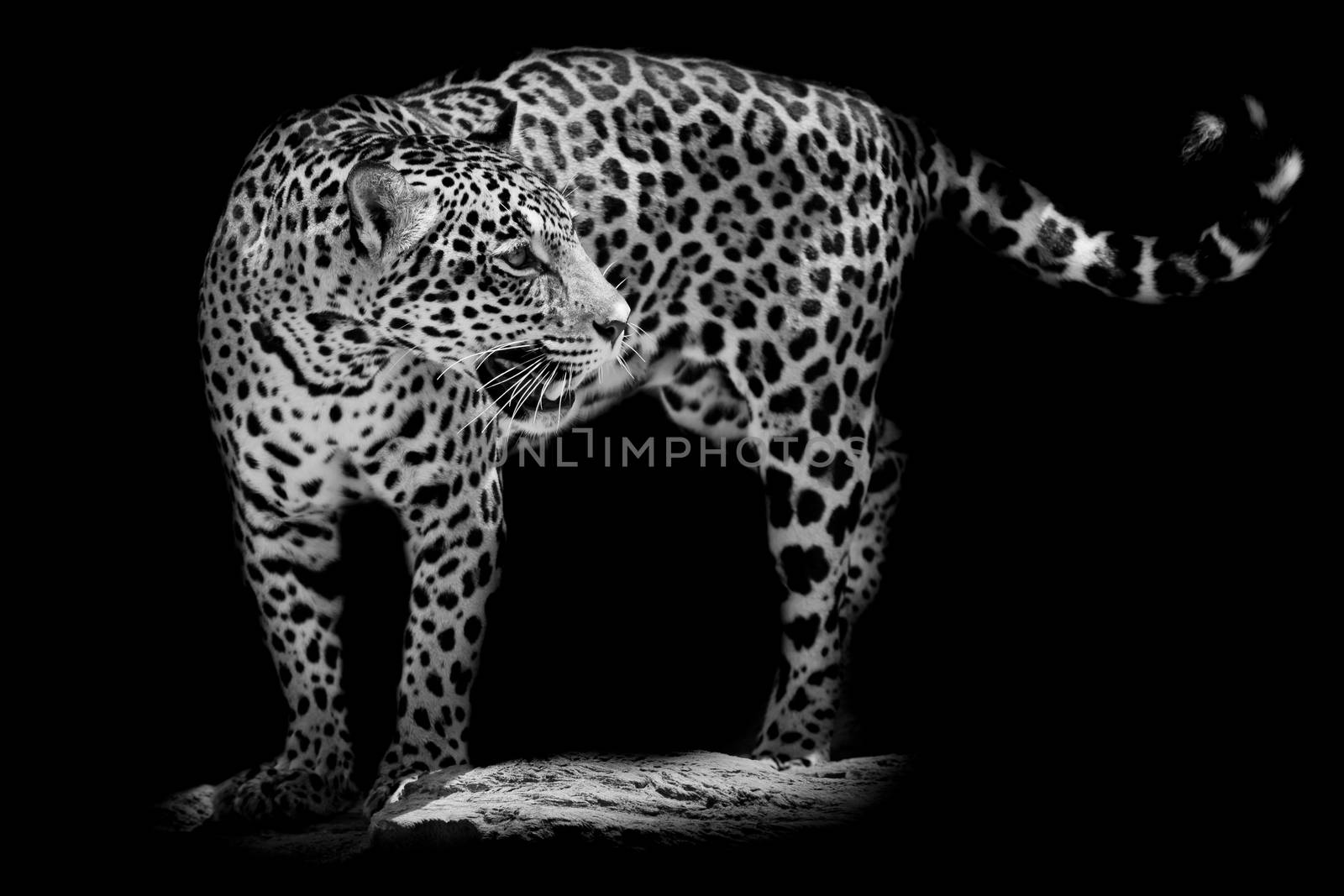 Jaguar portrait