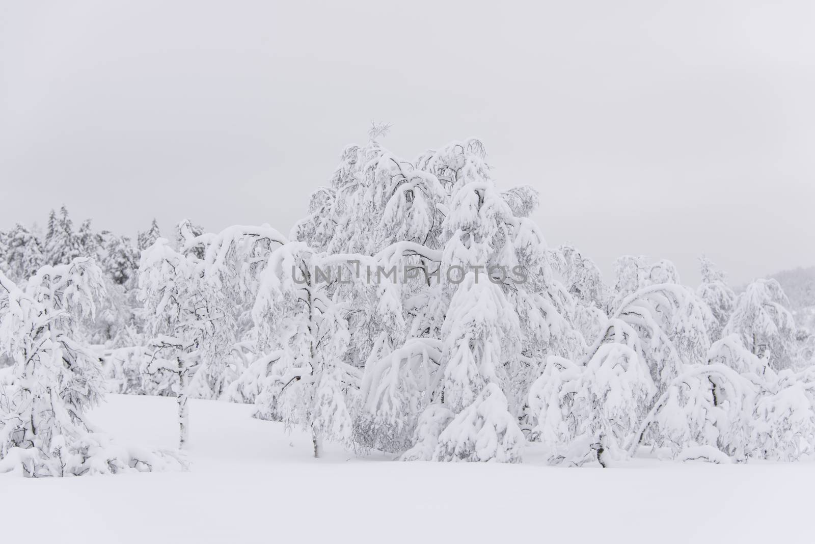 Trees covered in snow by GryT