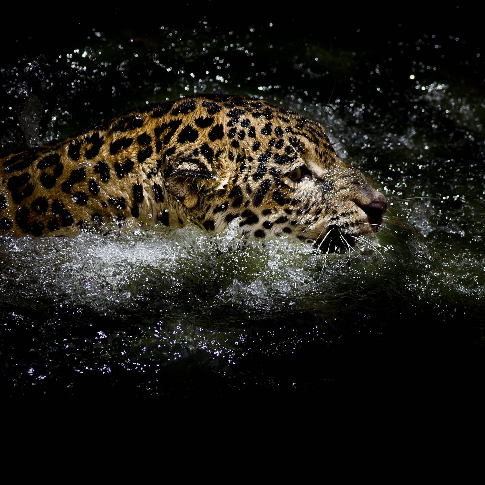 Jaguar  swim