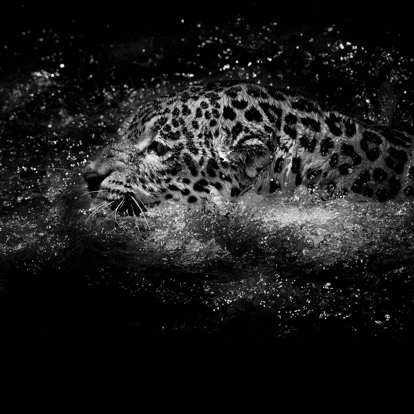 Jaguar  swim