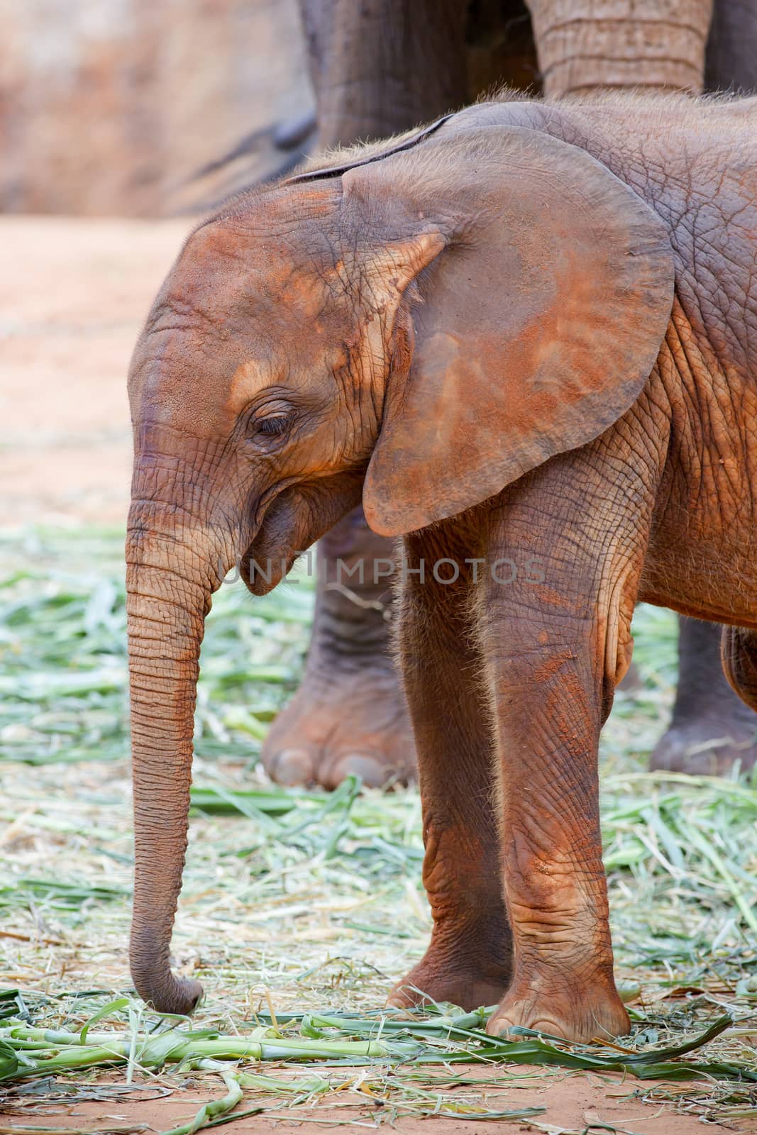 Baby elephant