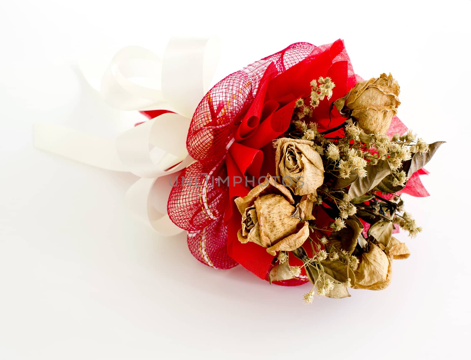 isolated dried rose on white background