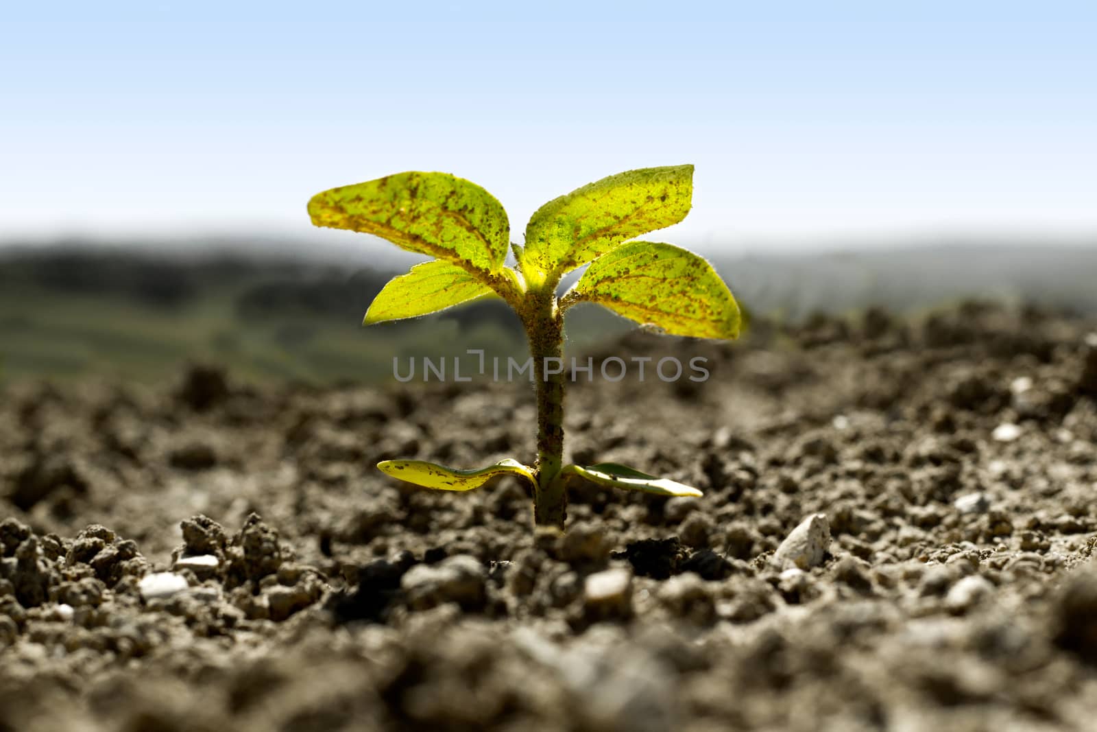 Only one sunflower cultivated for the spring