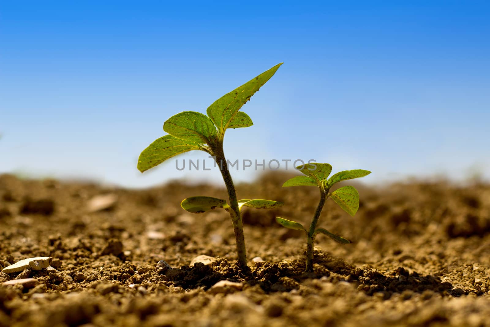 Little and big sunflower by Carbonas