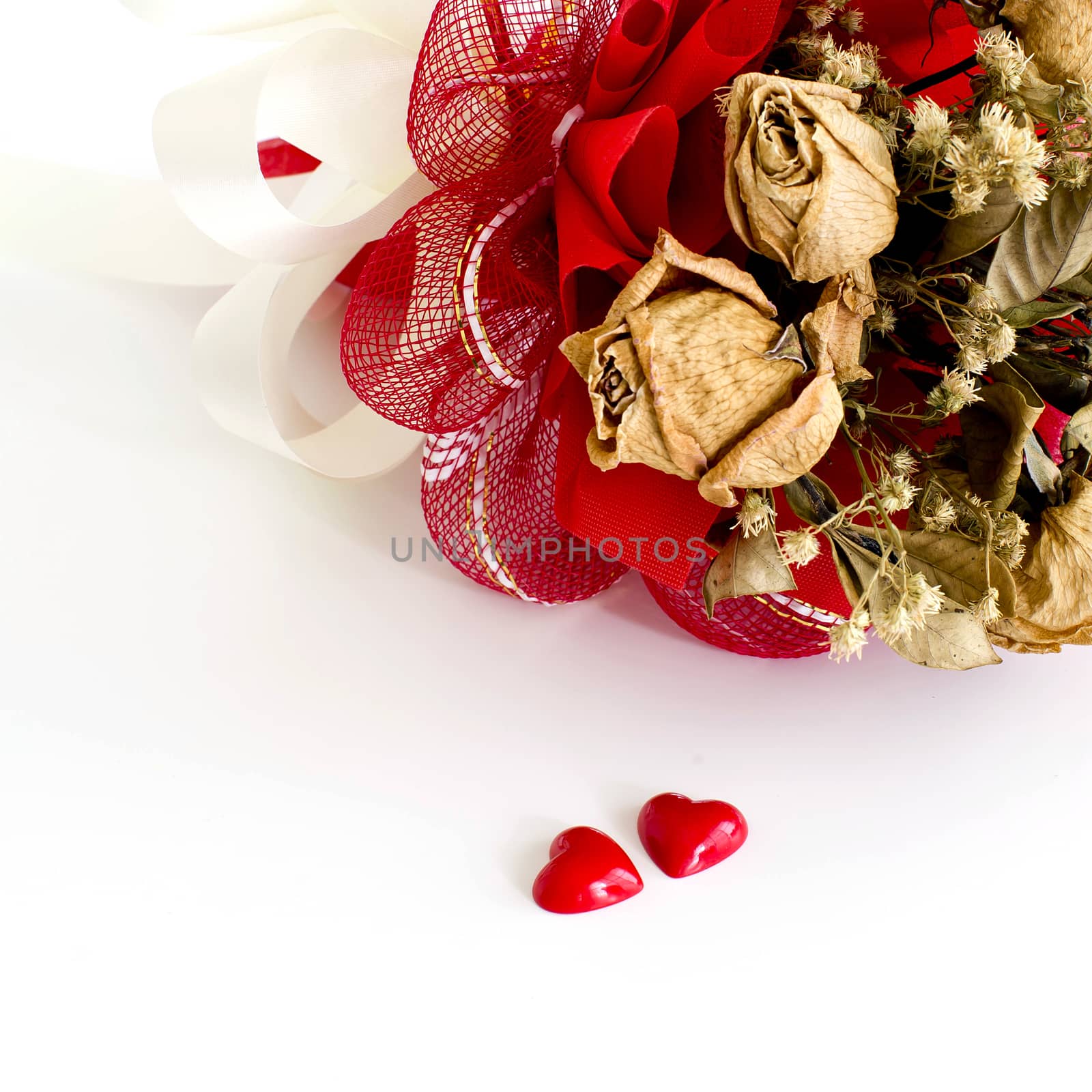 isolated dried rose on white background