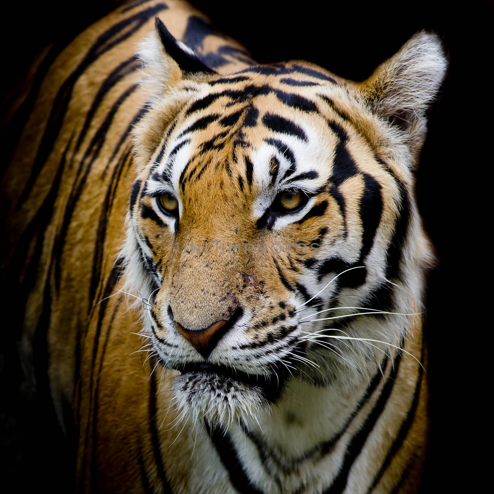 Tiger by art9858