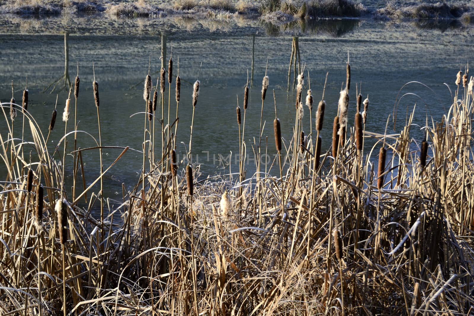 reeds near a pond in winter by ncuisinier