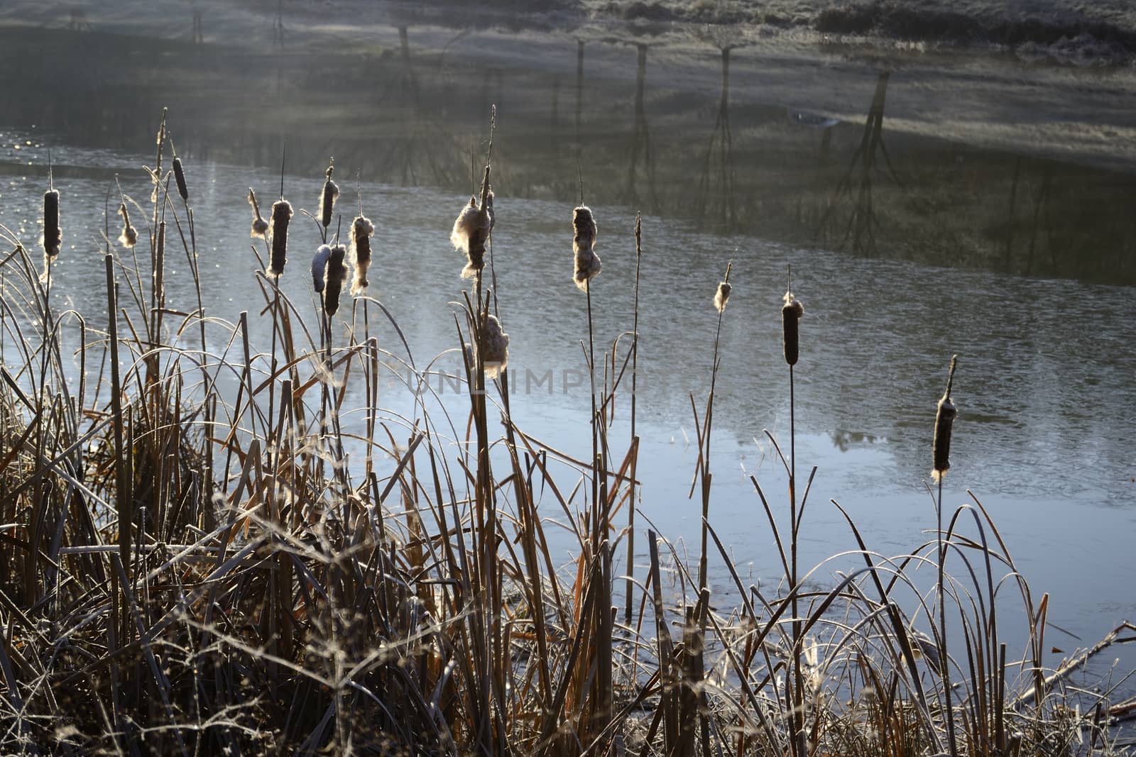 reeds near a pond in winter by ncuisinier