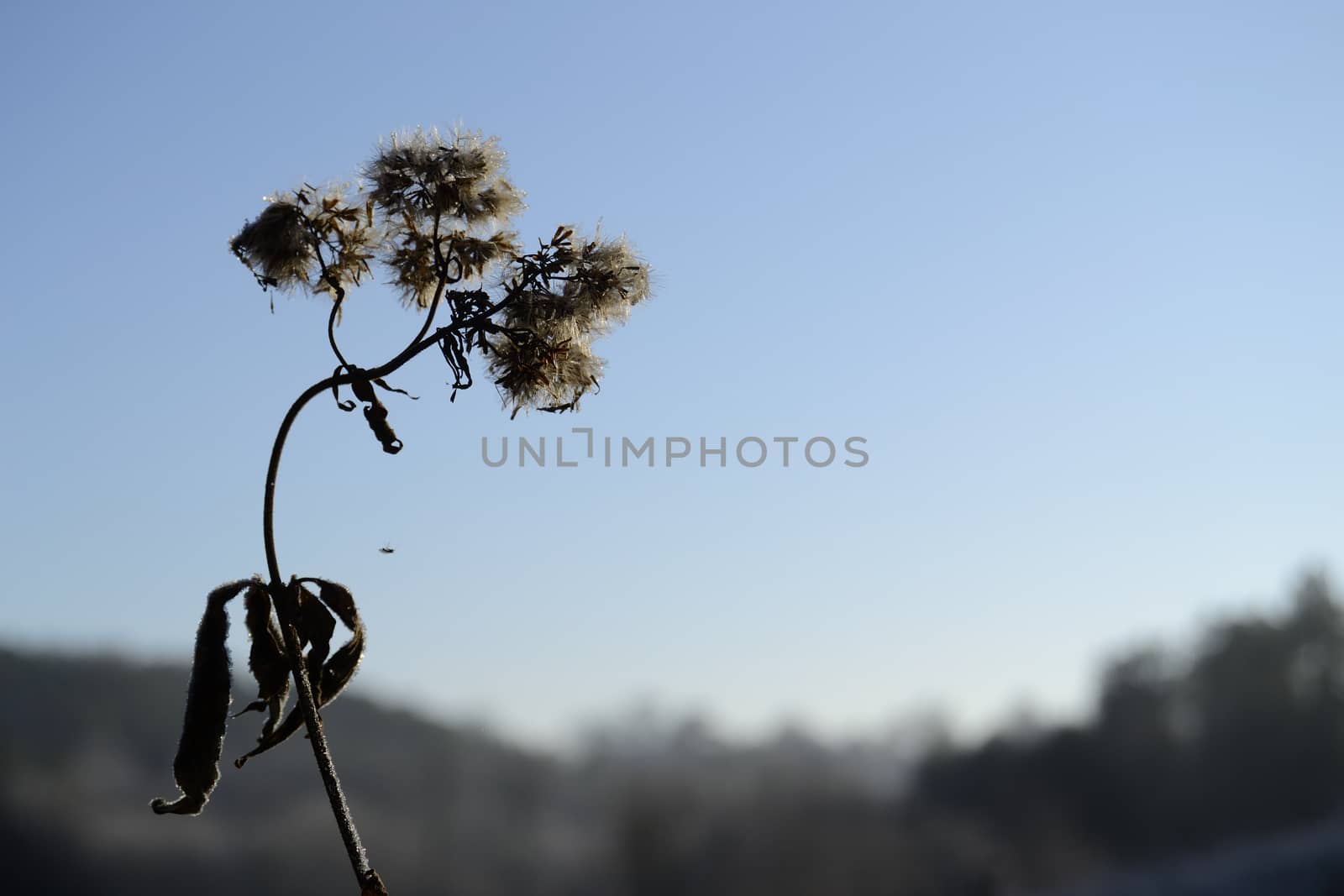 frozen flower, sky in background by ncuisinier