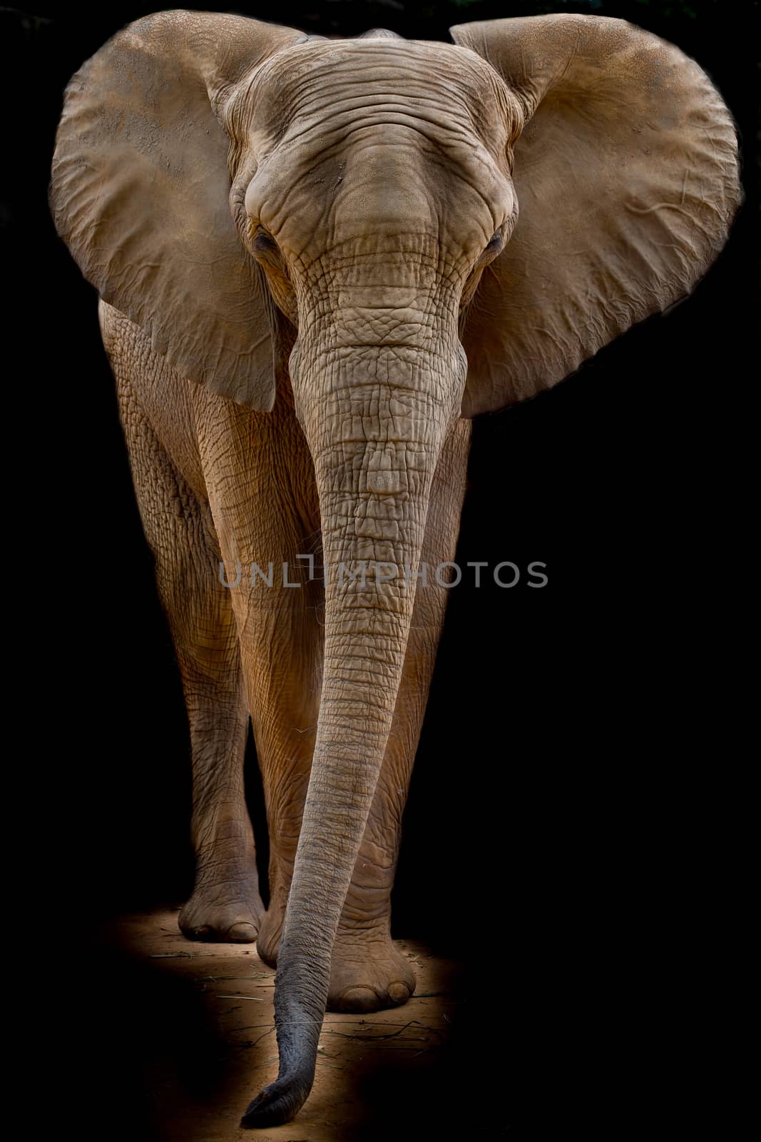 African elephant