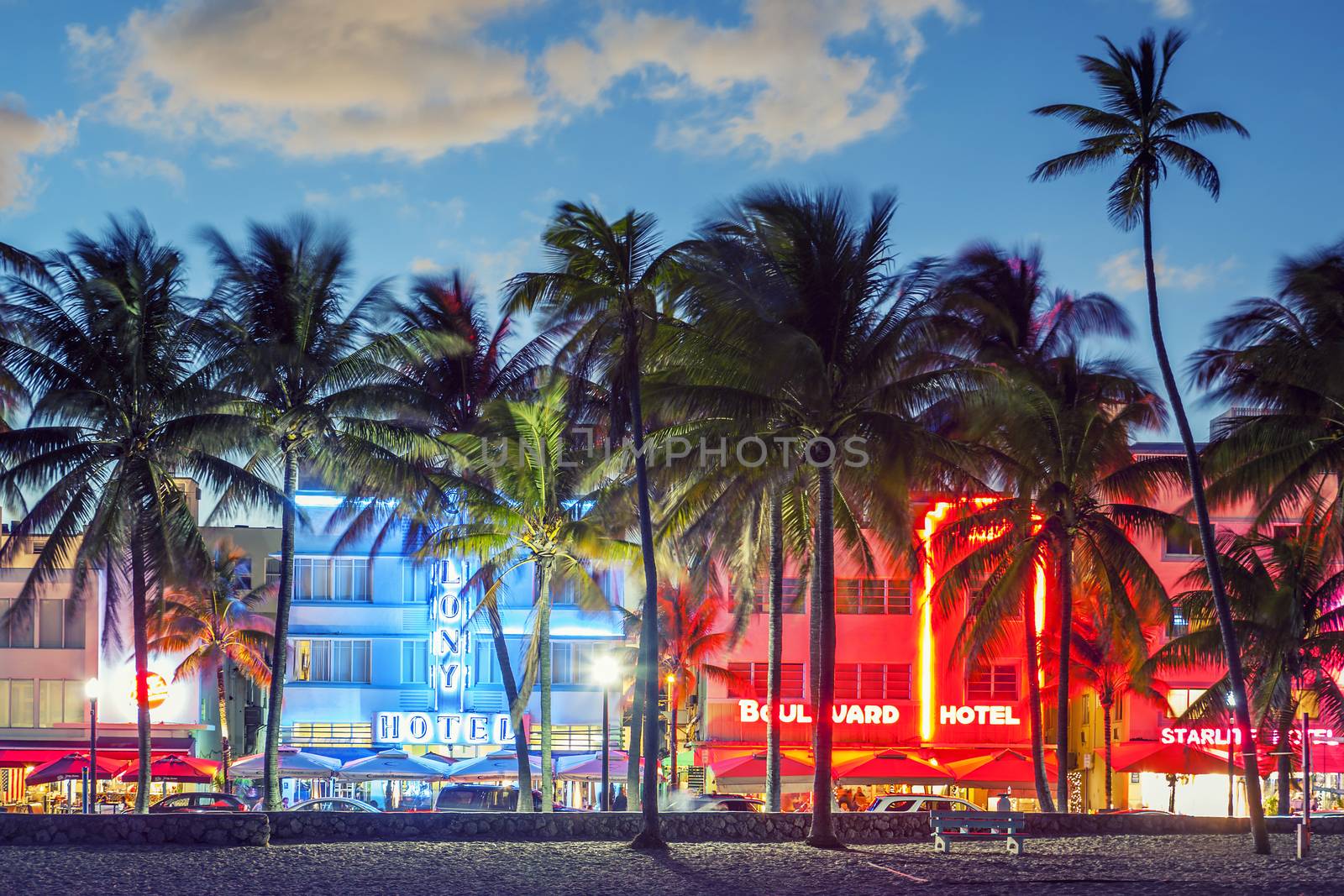 MIAMI, FLORIDA - JANUARY 24, 2014: Palm trees line Ocean Drive. The road is the main thoroughfare through South Beach. 