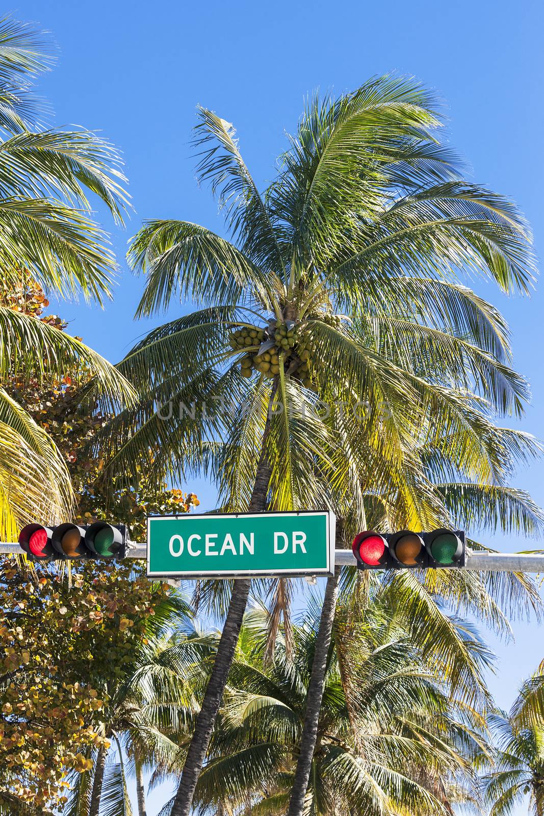 Famous Ocean Drive street sign with palm tree in Miami Beach