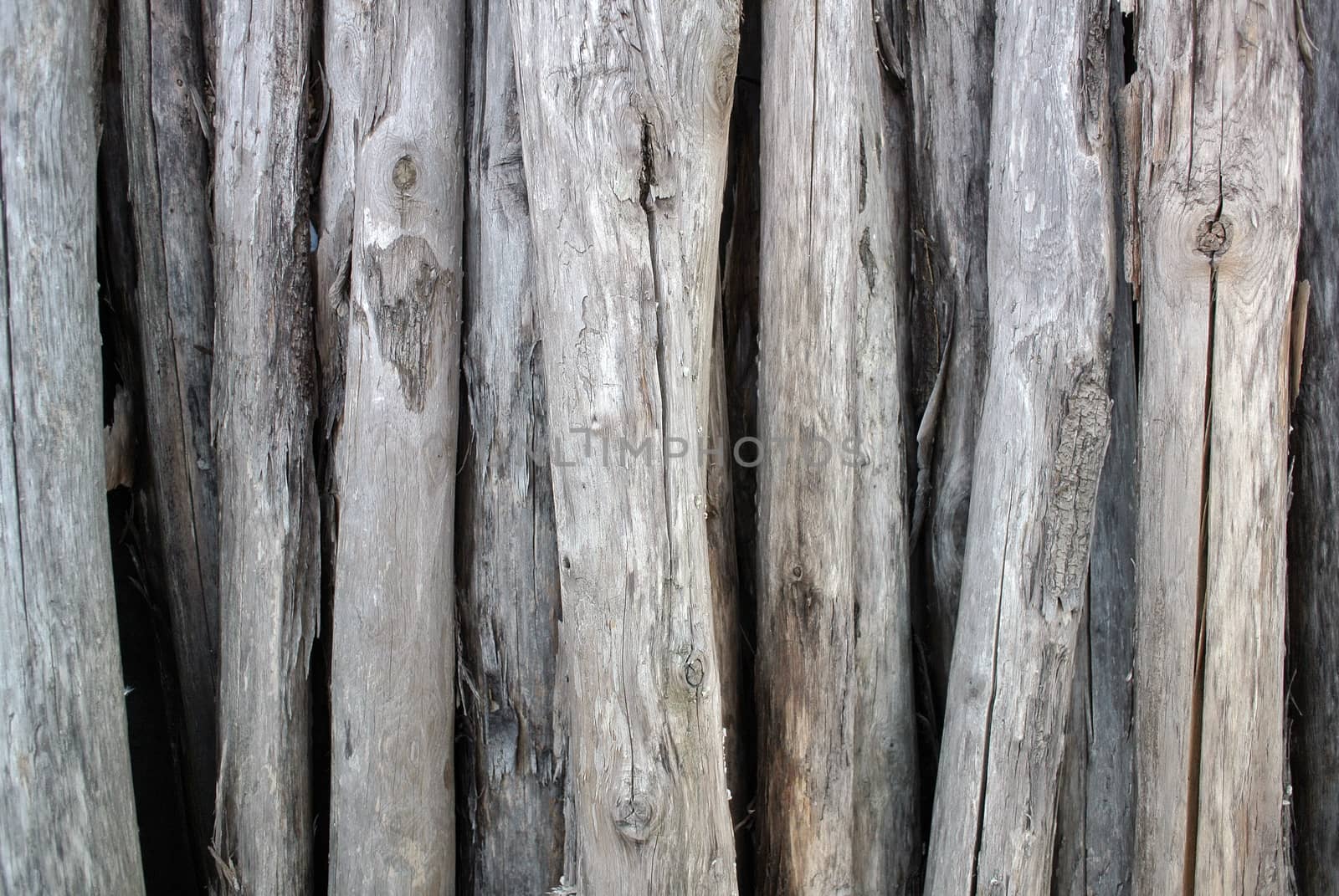 gathering of firewood dry and cracked